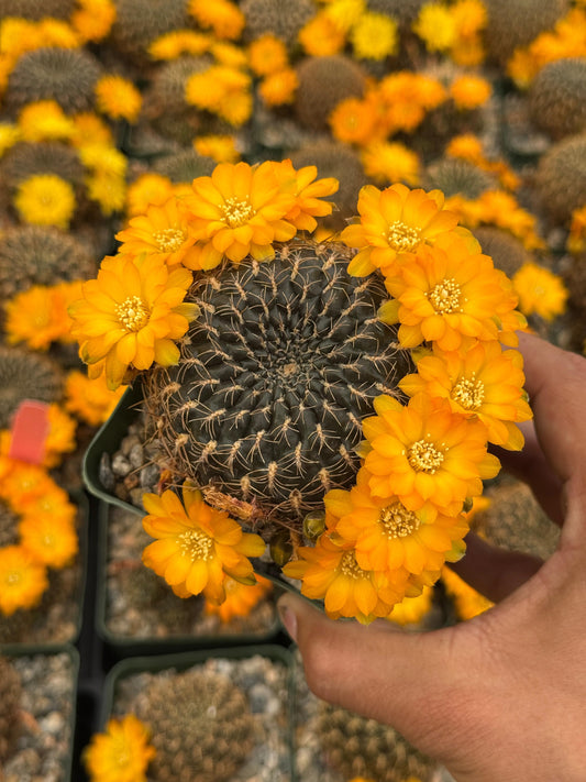 Sulcorebutia candiae