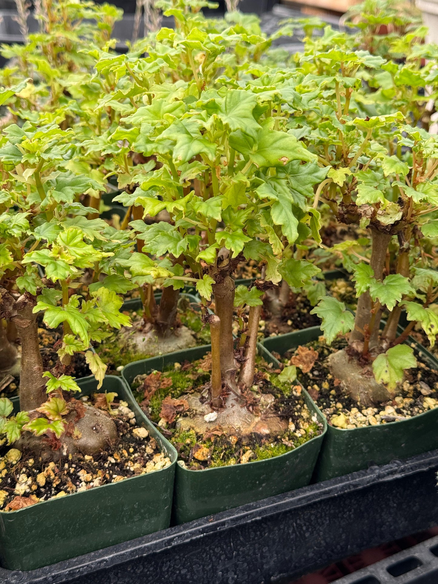 Begonia Dregei