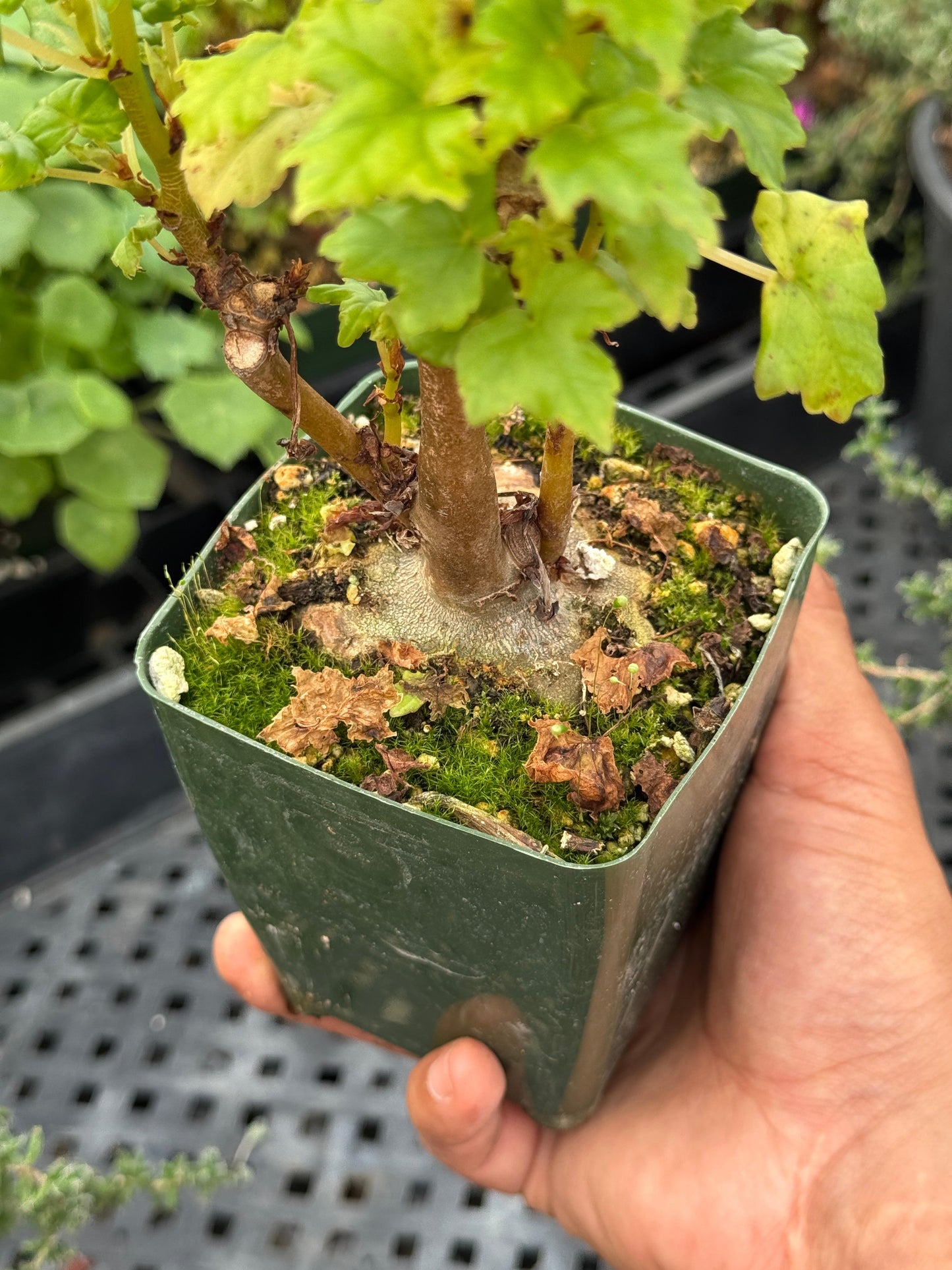 Begonia Dregei