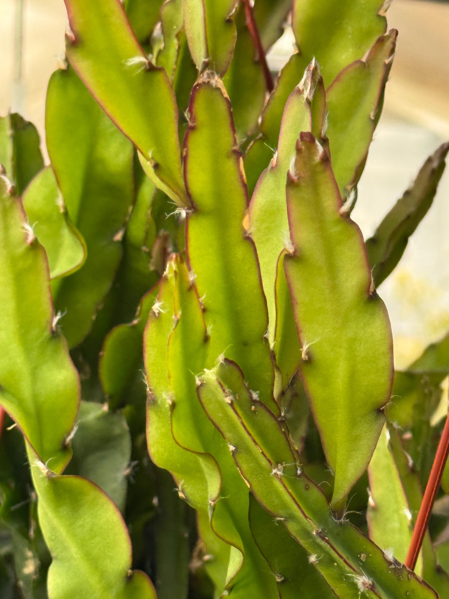 Lepismium cruciforme