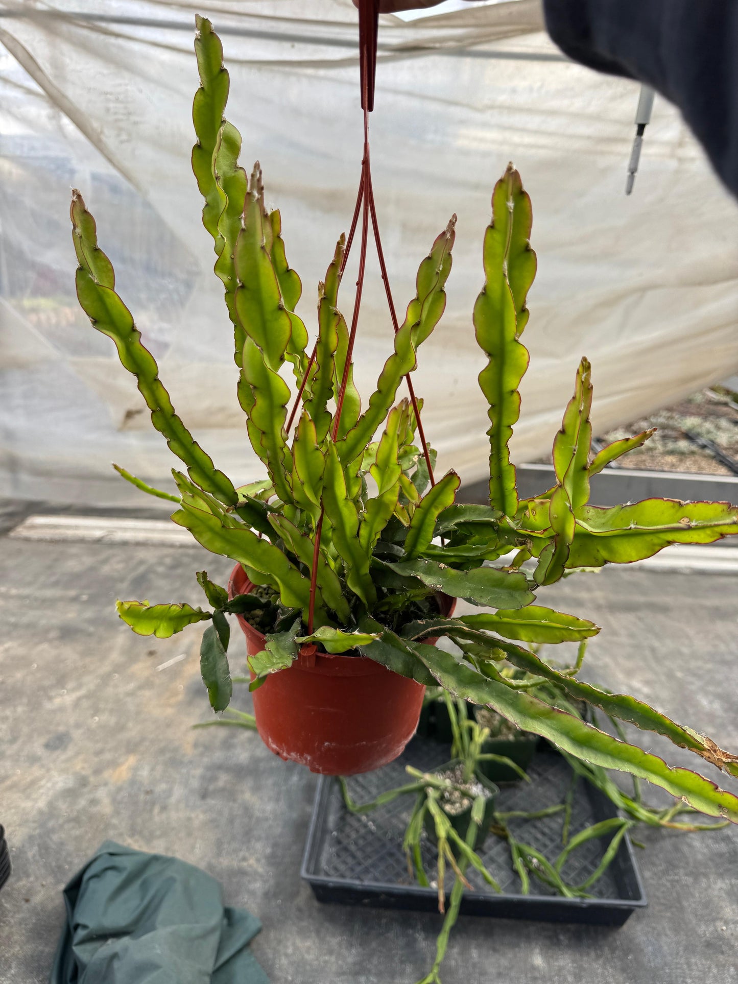 Lepismium cruciforme