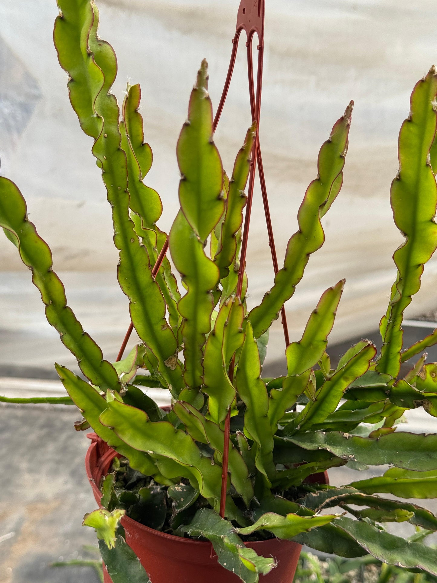 Lepismium cruciforme