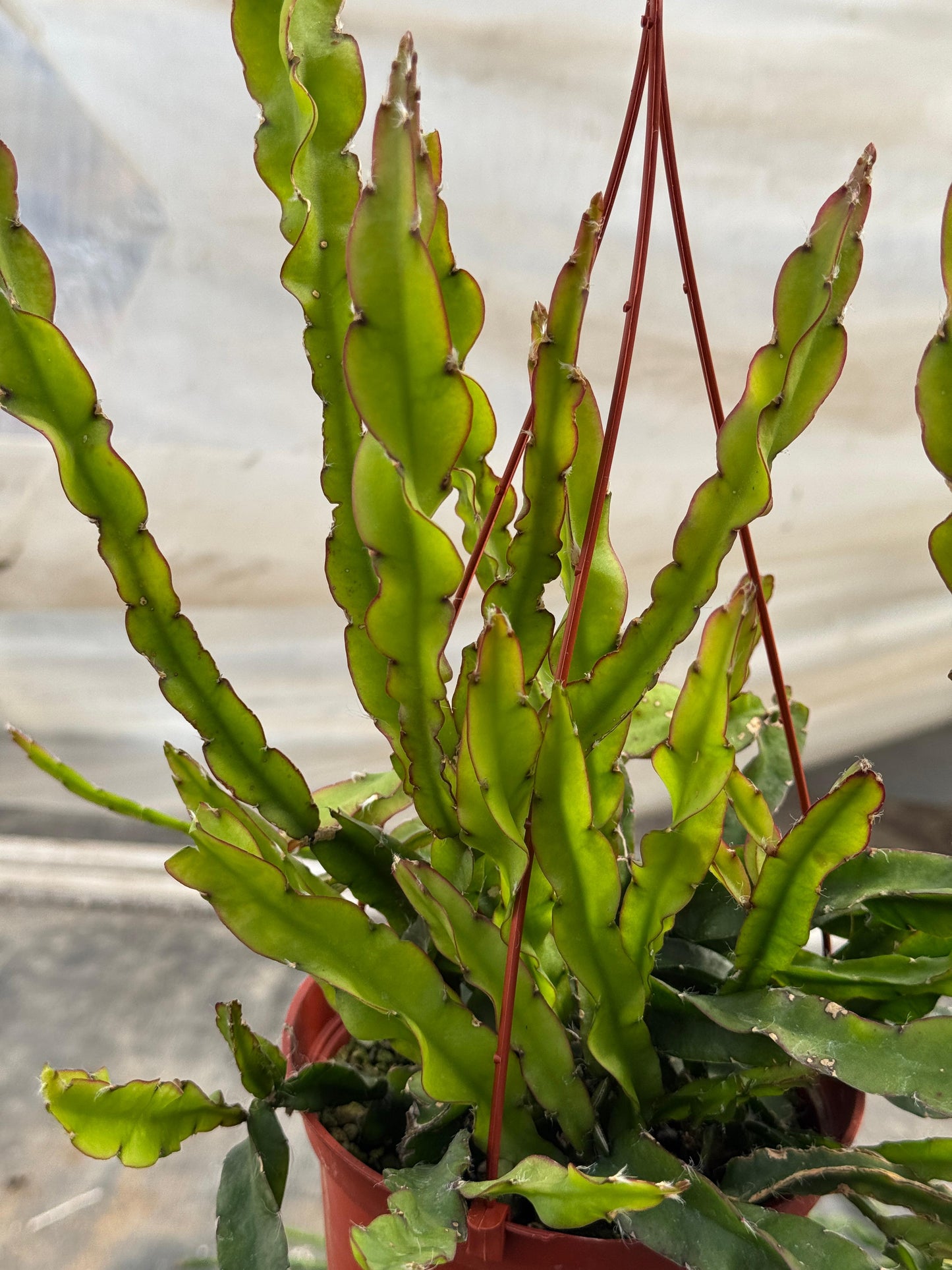 Lepismium cruciforme