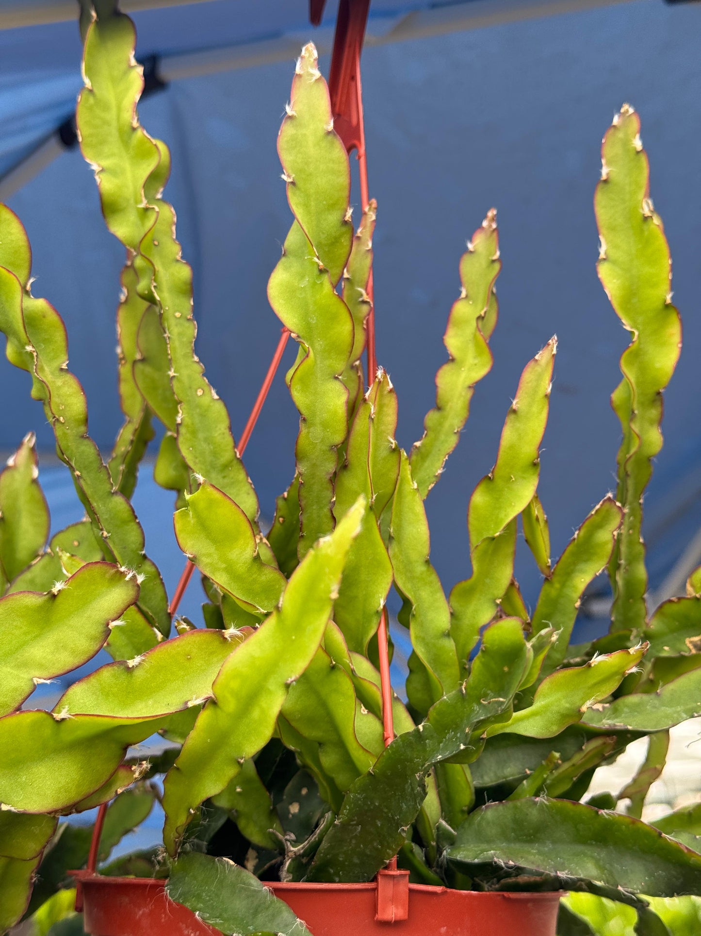 Lepismium cruciforme