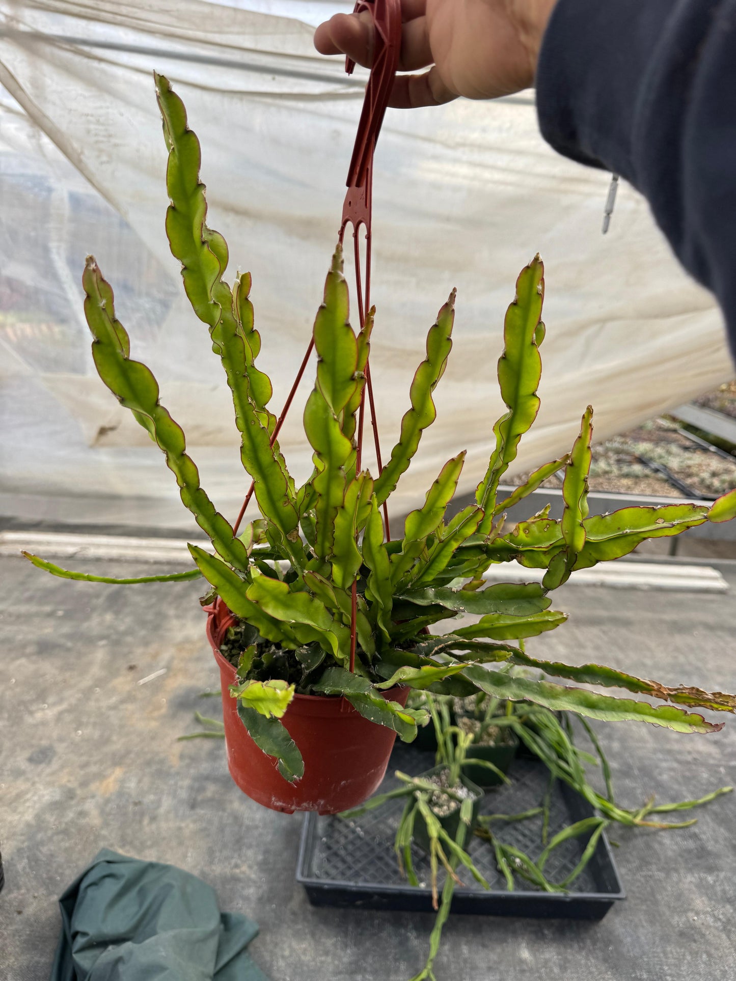 Lepismium cruciforme