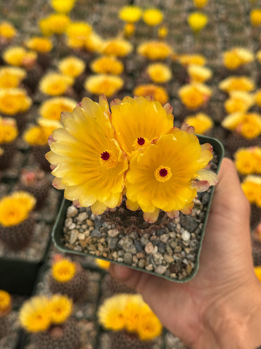 Notocactus erythracanthus