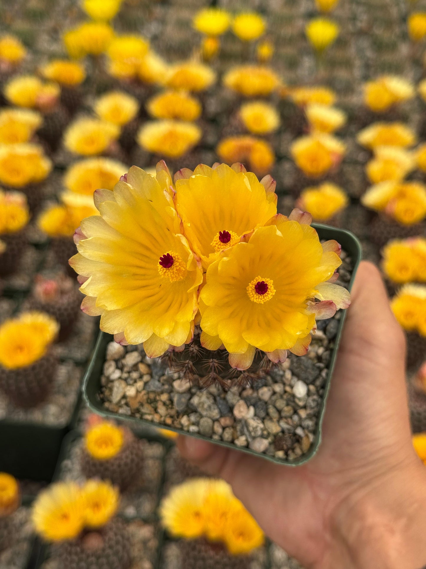 Notocactus erythracanthus