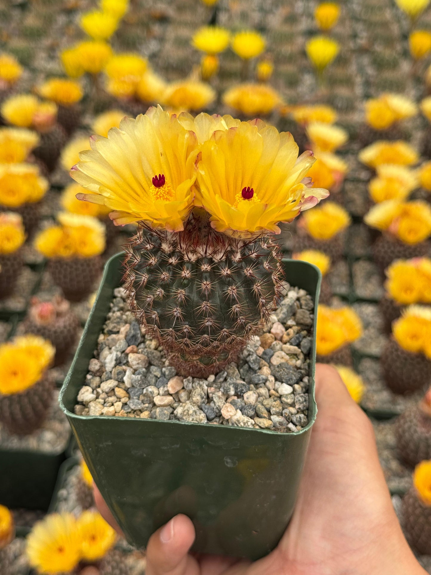 Notocactus erythracanthus