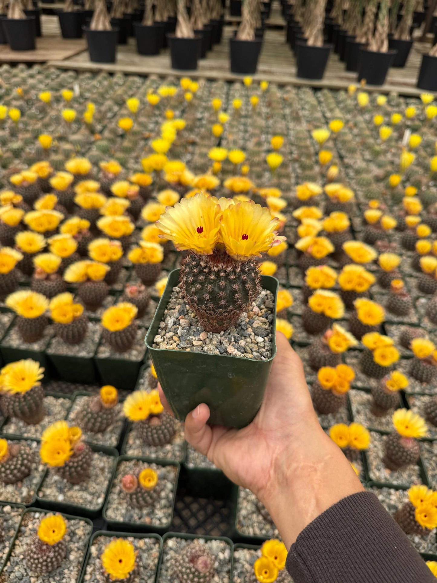Notocactus erythracanthus