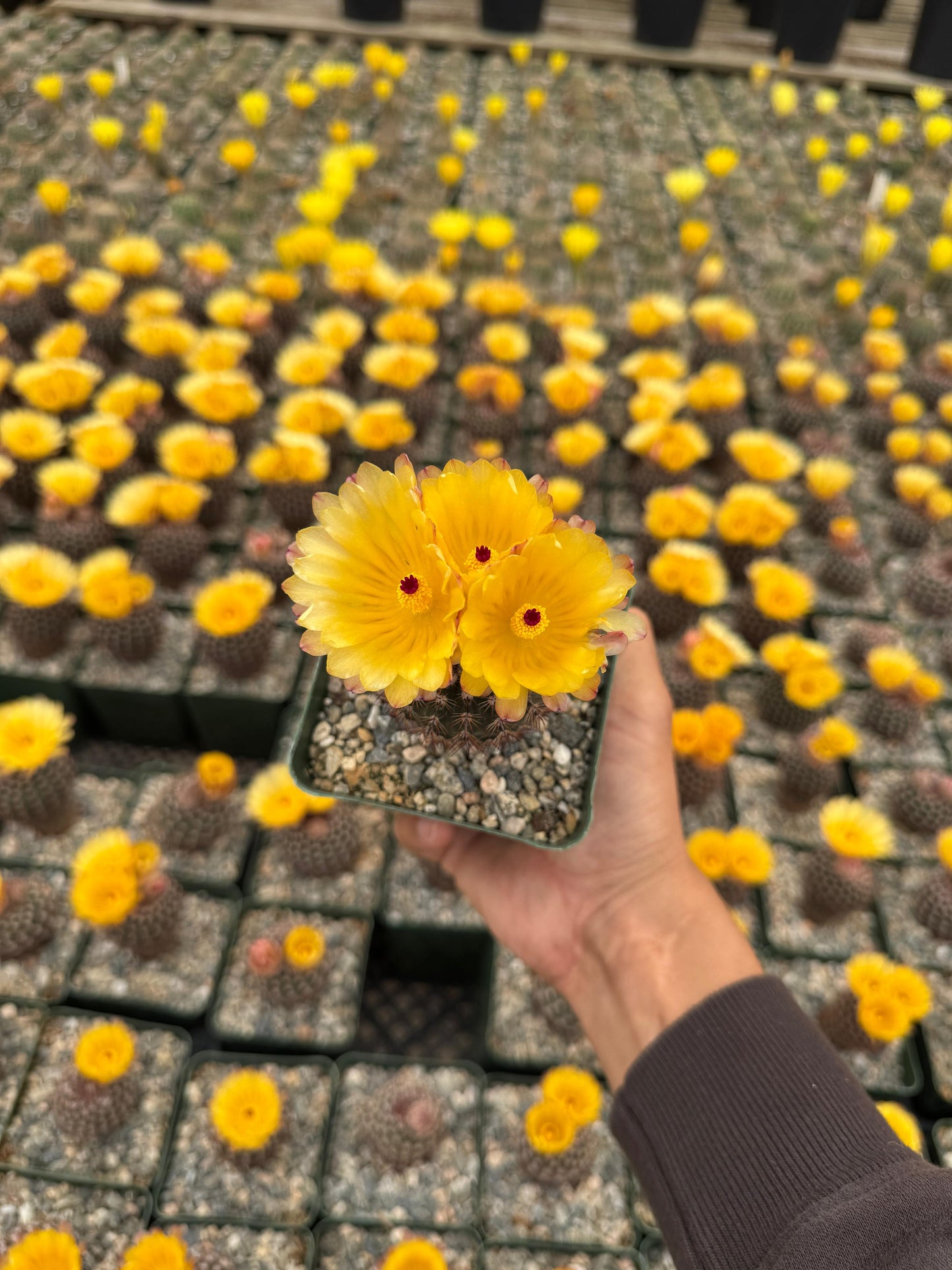 Notocactus erythracanthus