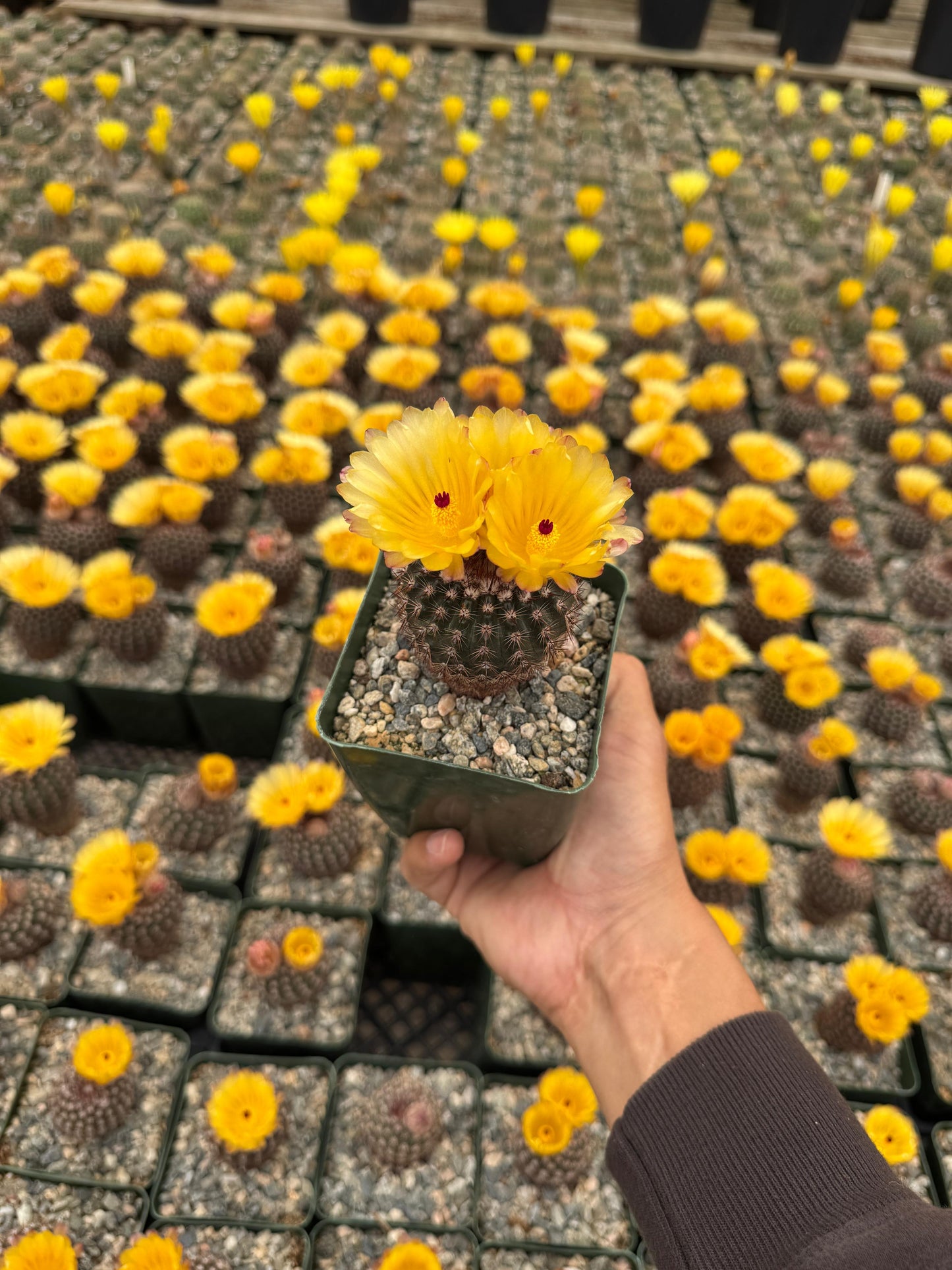 Notocactus erythracanthus