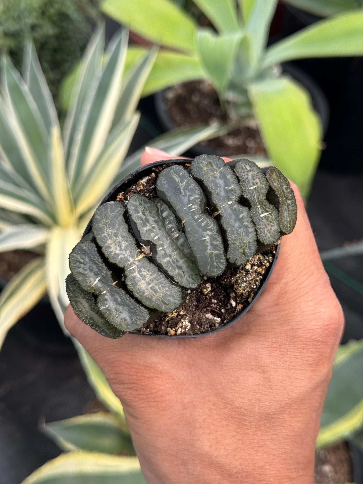 Haworthia truncata 2.5”
