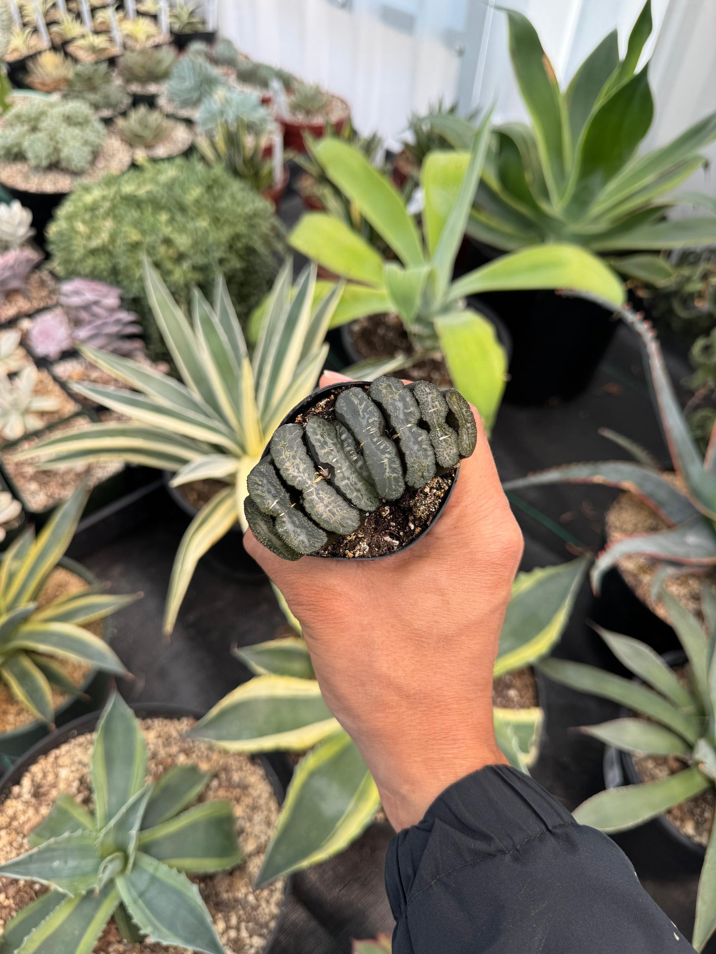 Haworthia truncata 2.5”