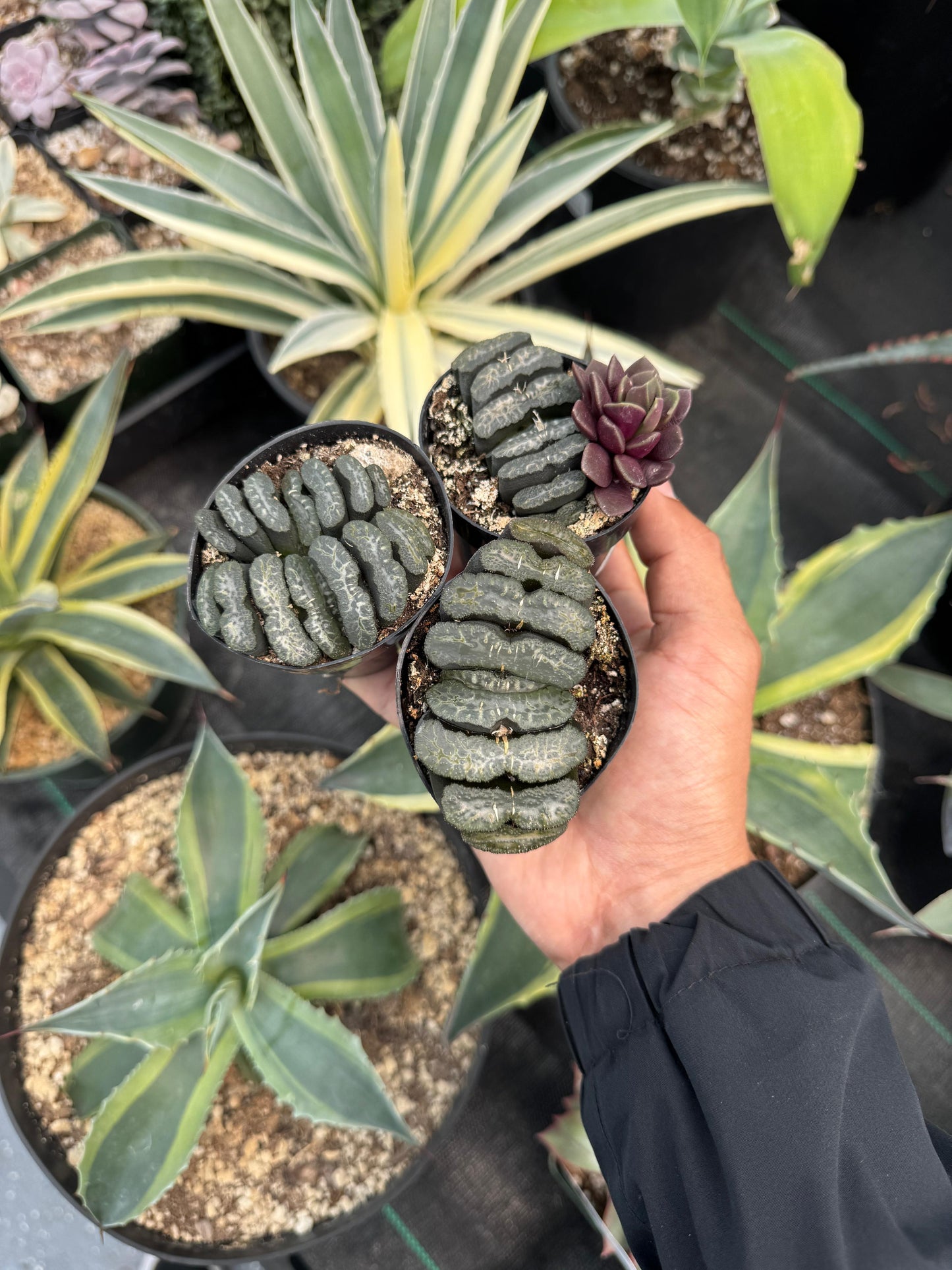 Haworthia truncata 2.5”
