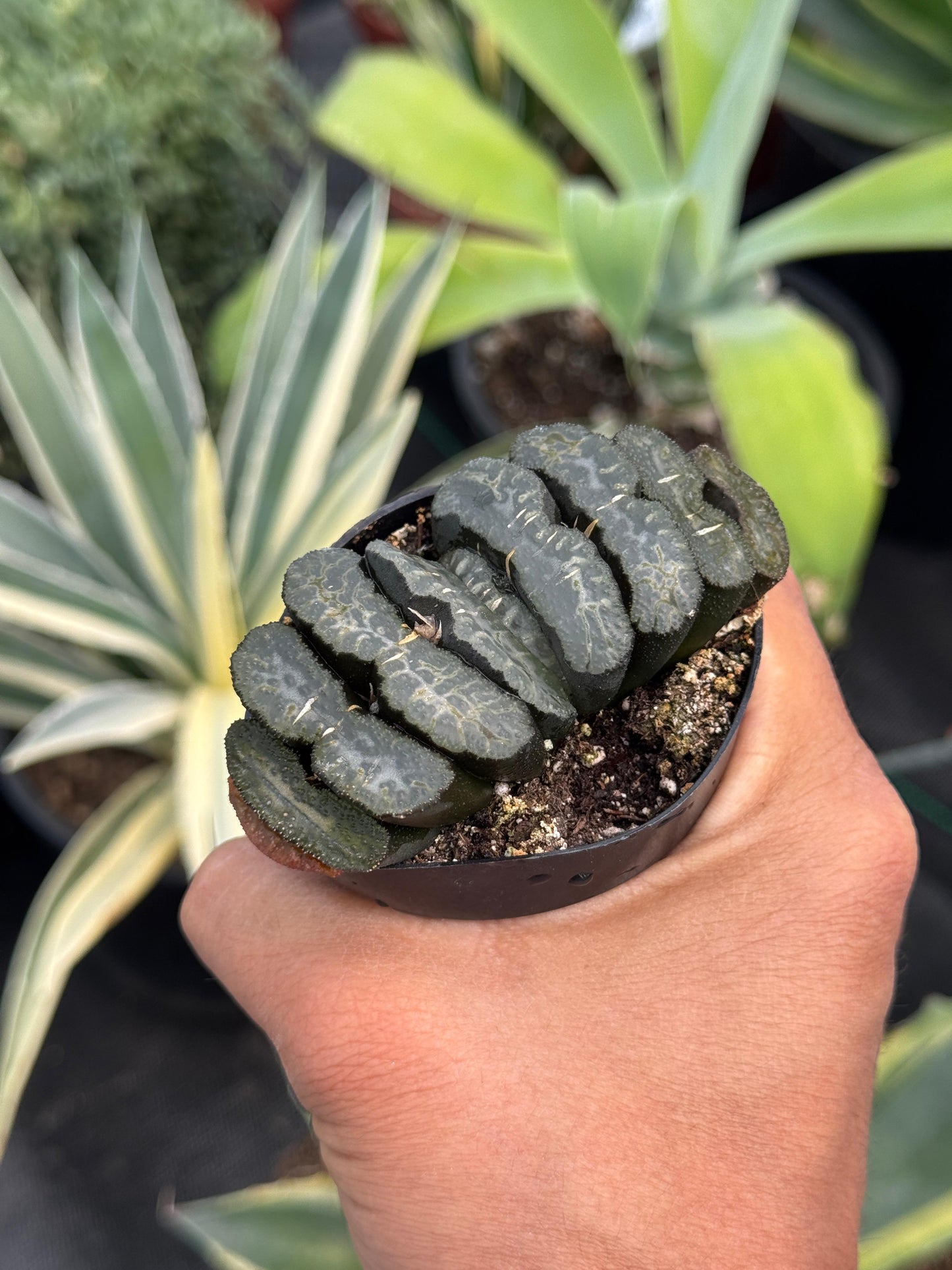 Haworthia truncata 2.5”
