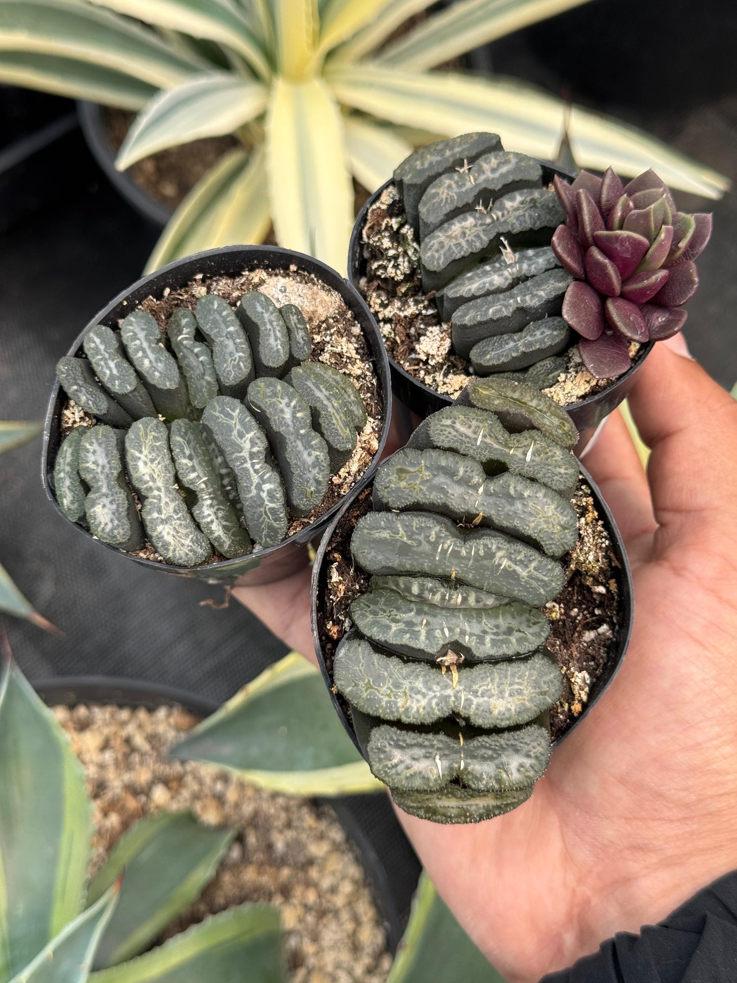 Haworthia truncata 2.5”