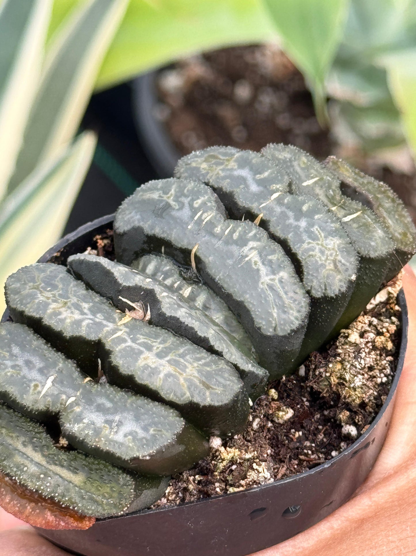 Haworthia truncata 2.5”