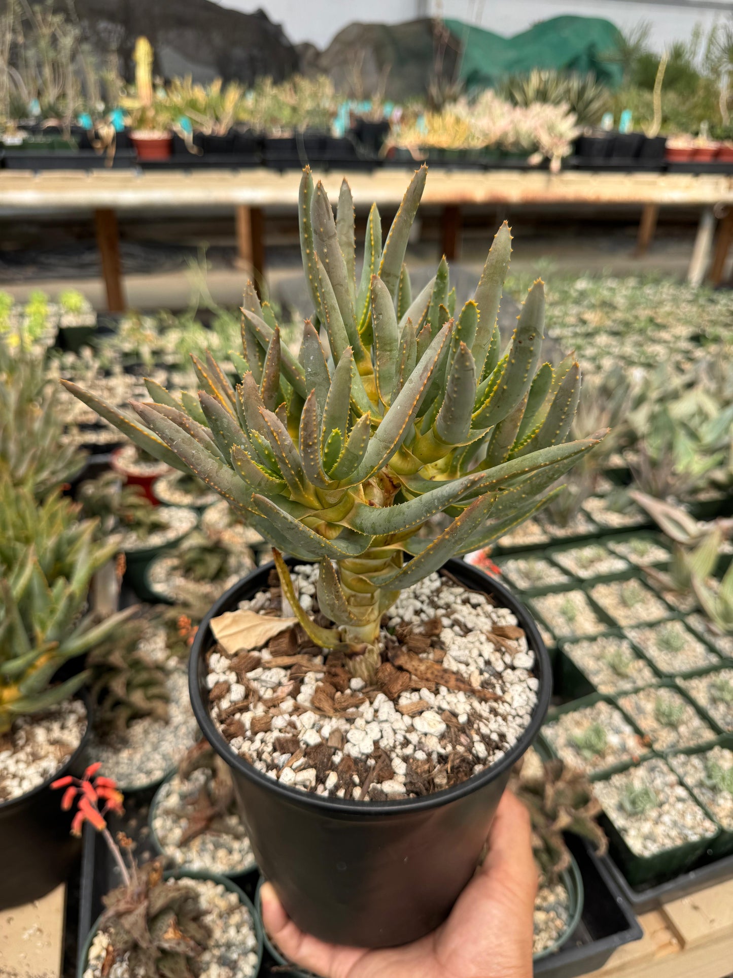 Aloe ramosissima