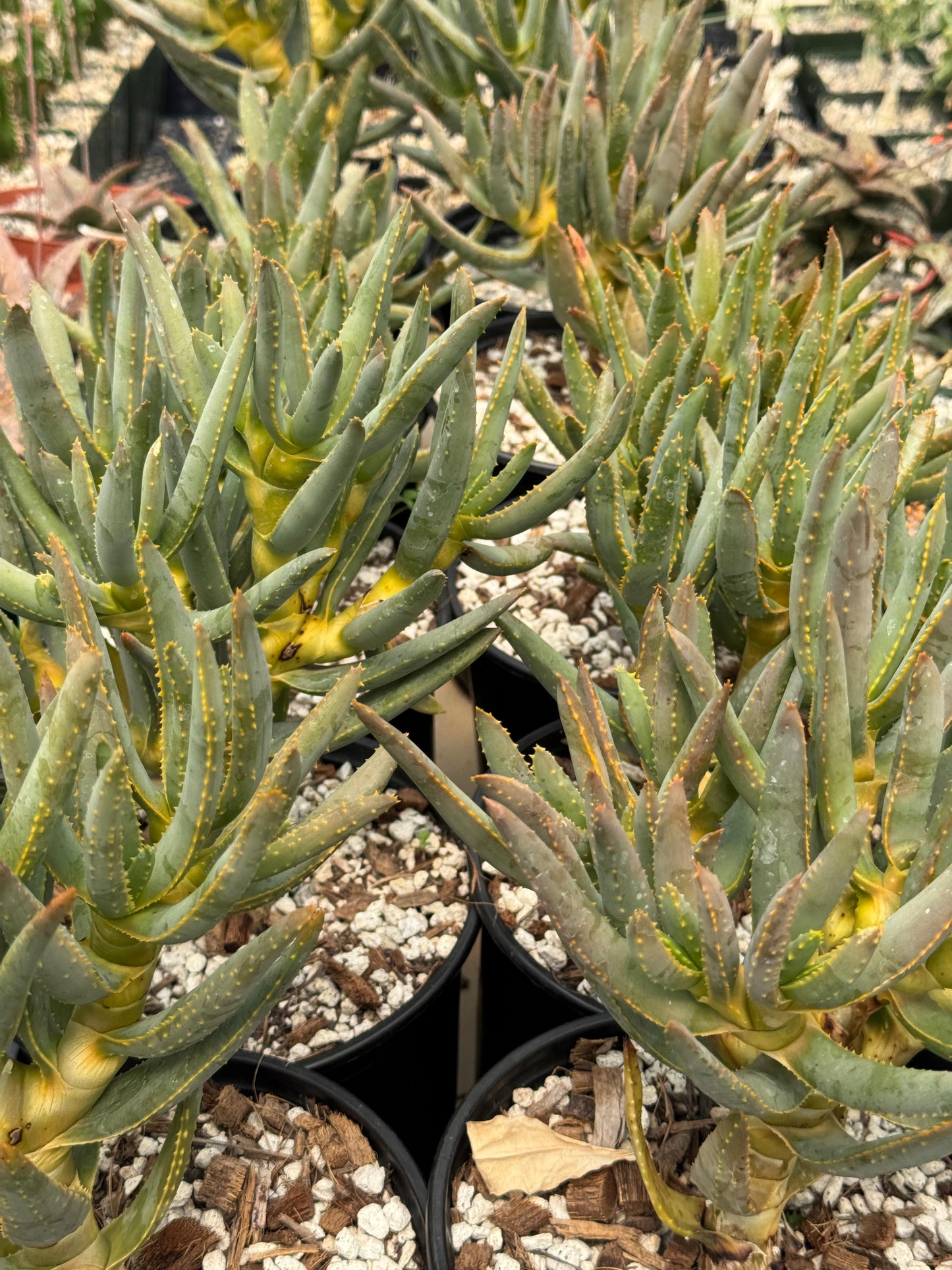 Aloe ramosissima