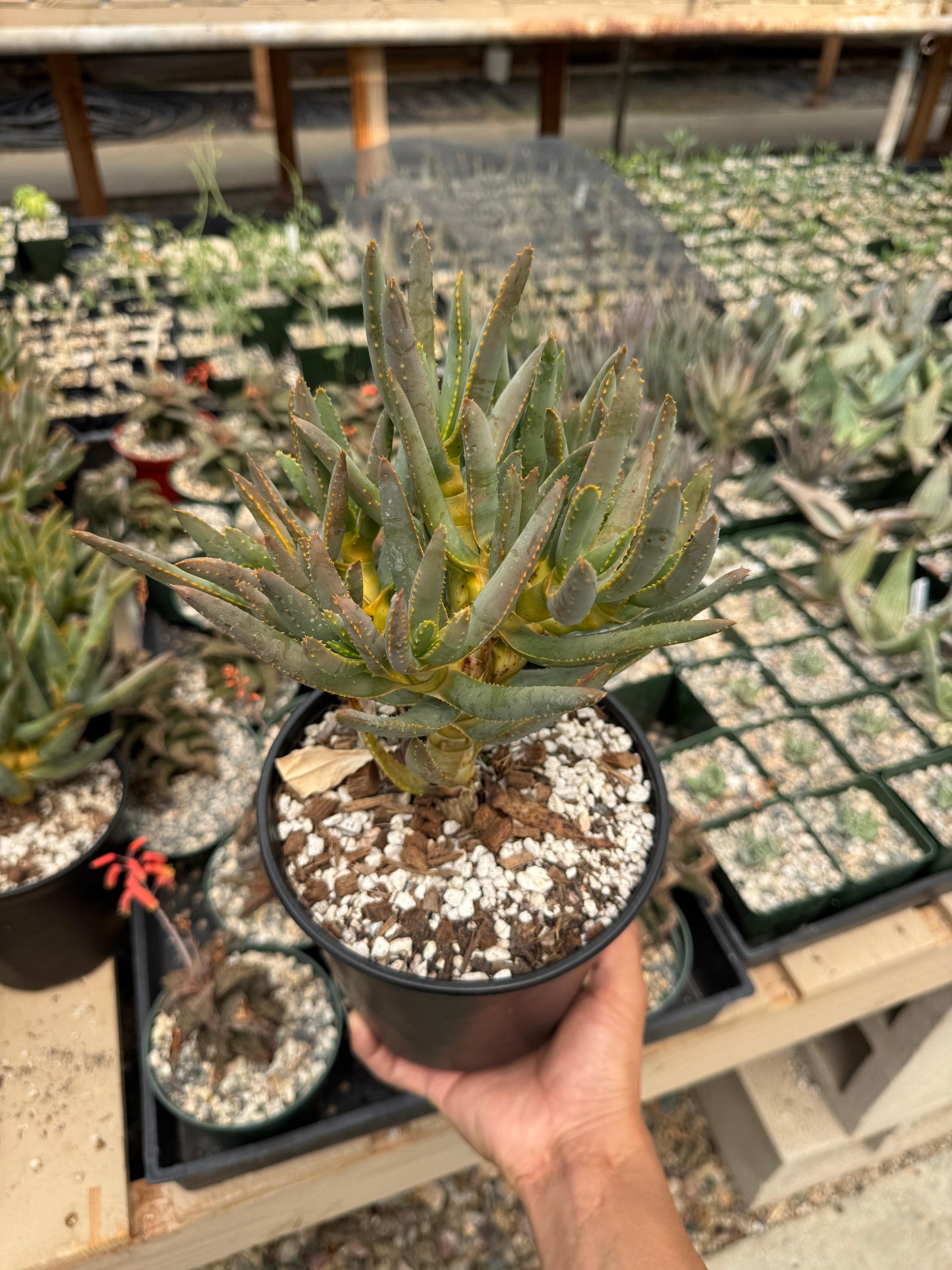 Aloe ramosissima