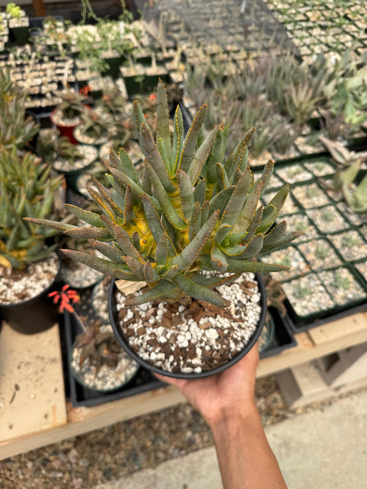Aloe ramosissima