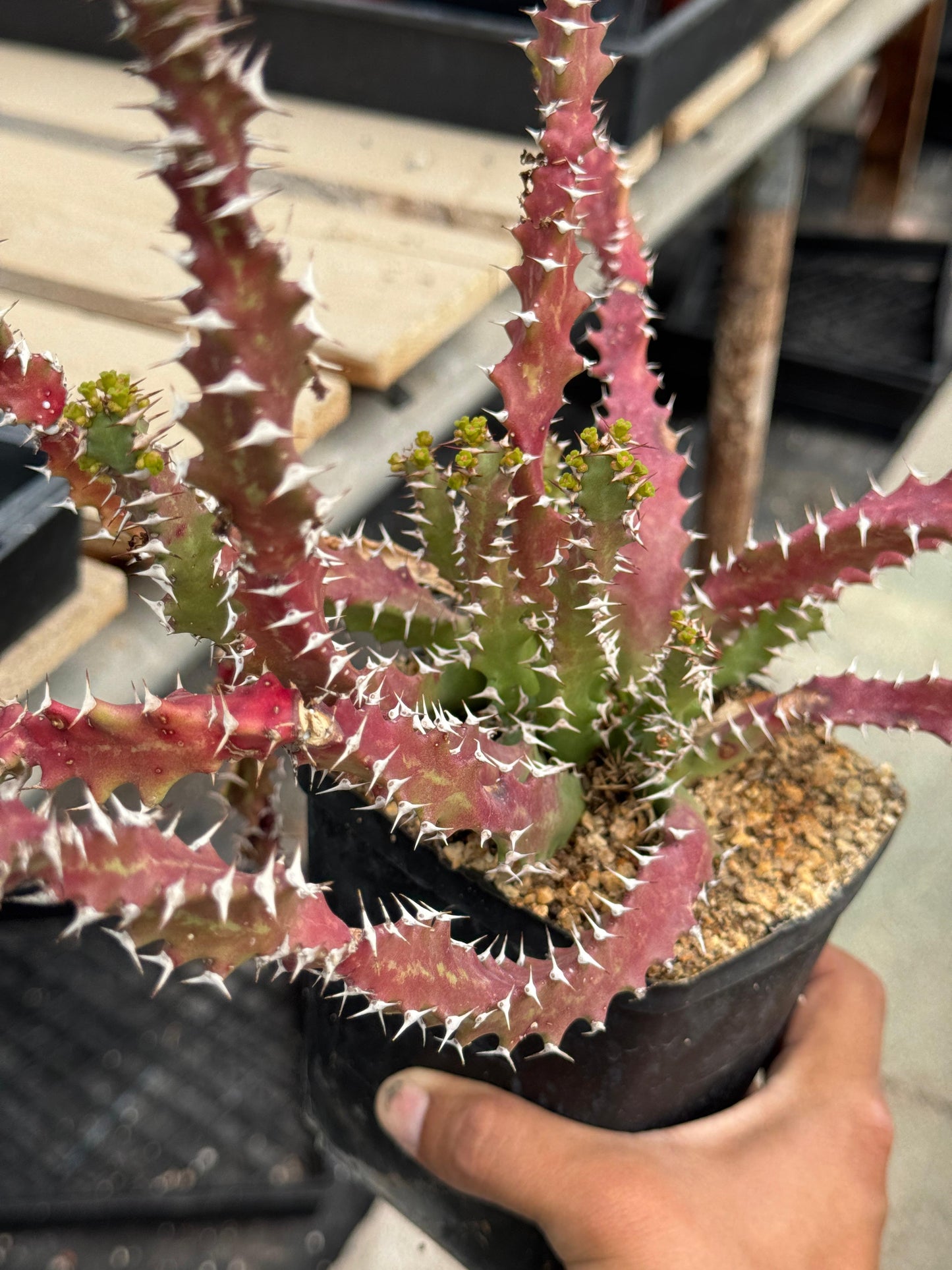 Euphorbia sqarrosa