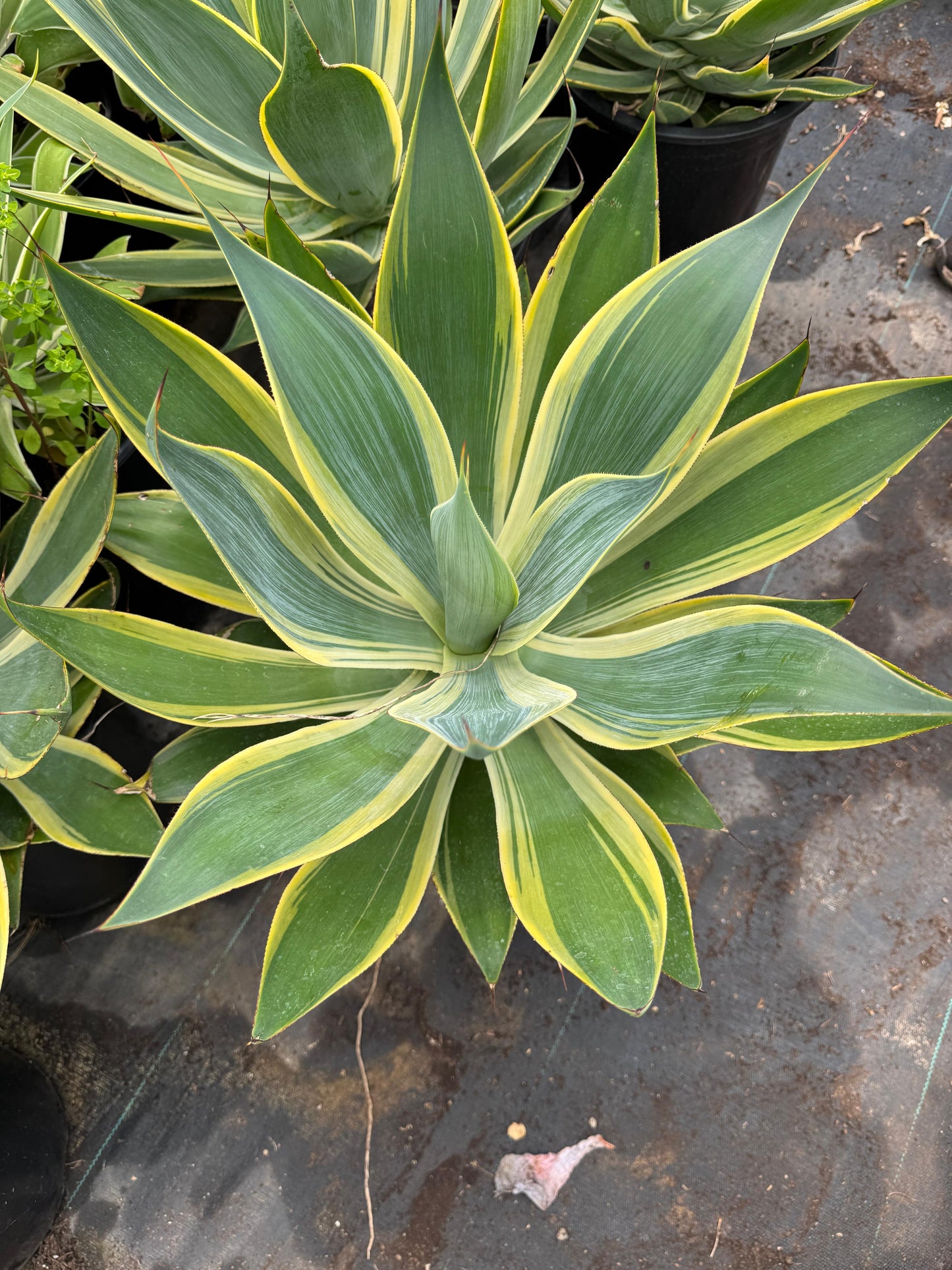 Agave blue flame variegado