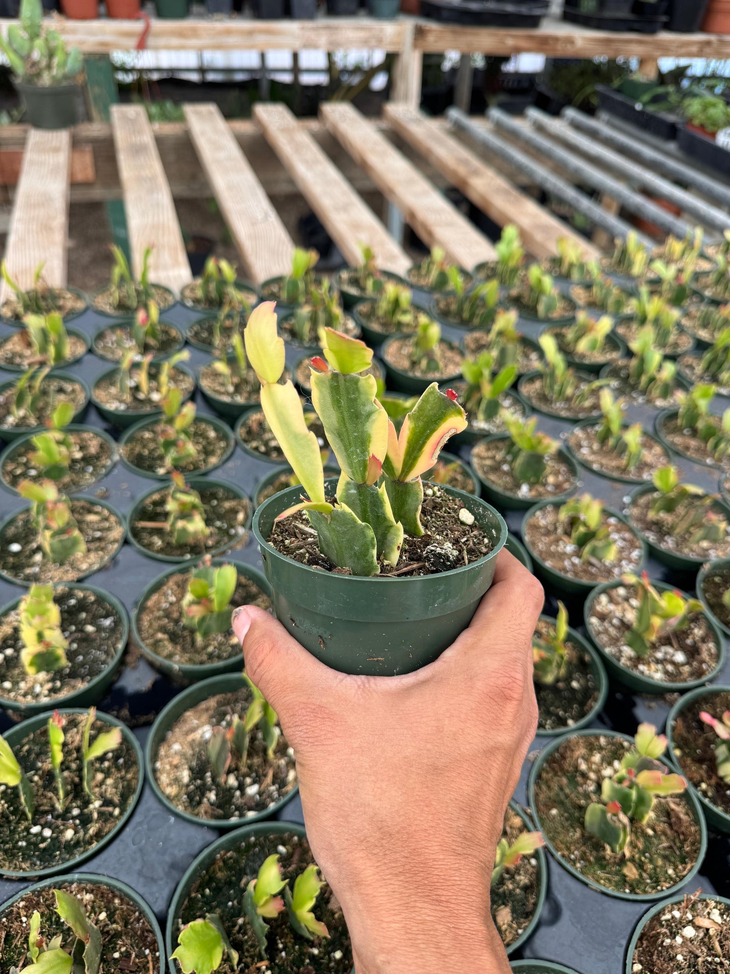 Schlumbergera Variegada