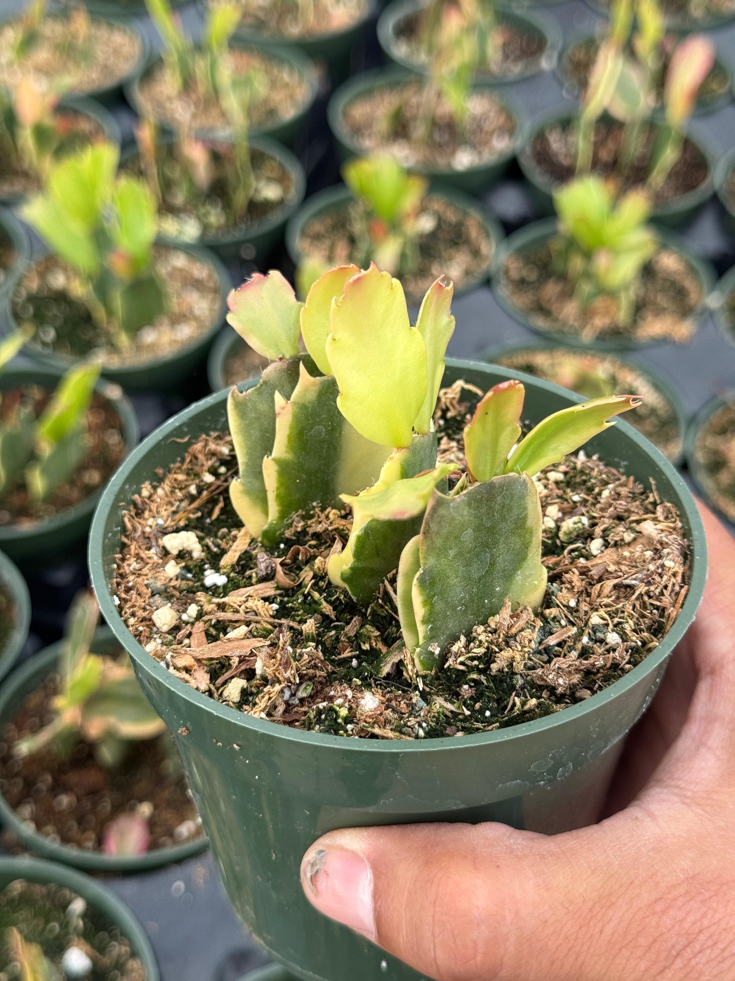 Schlumbergera Variegada