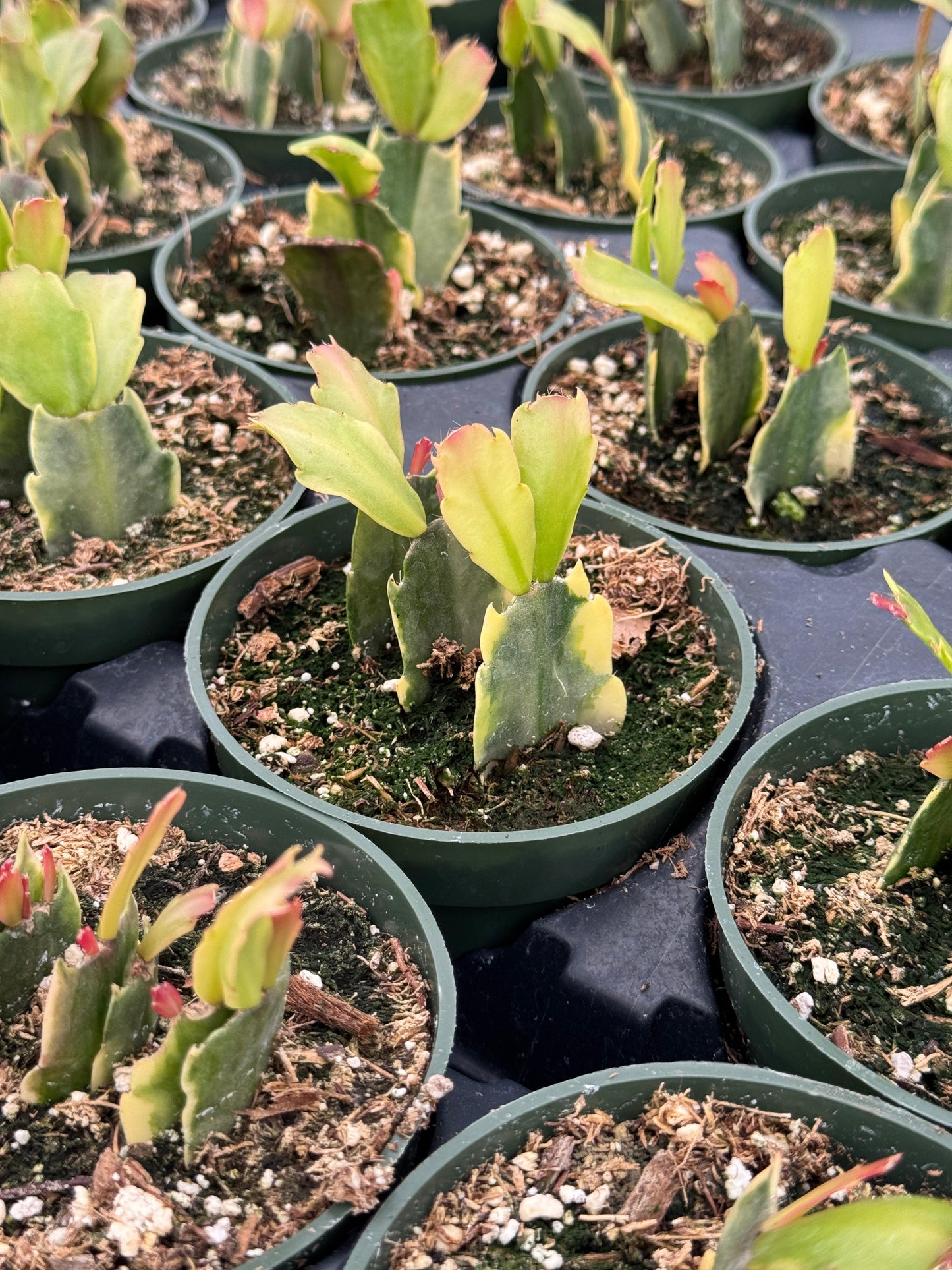 Schlumbergera Variegada