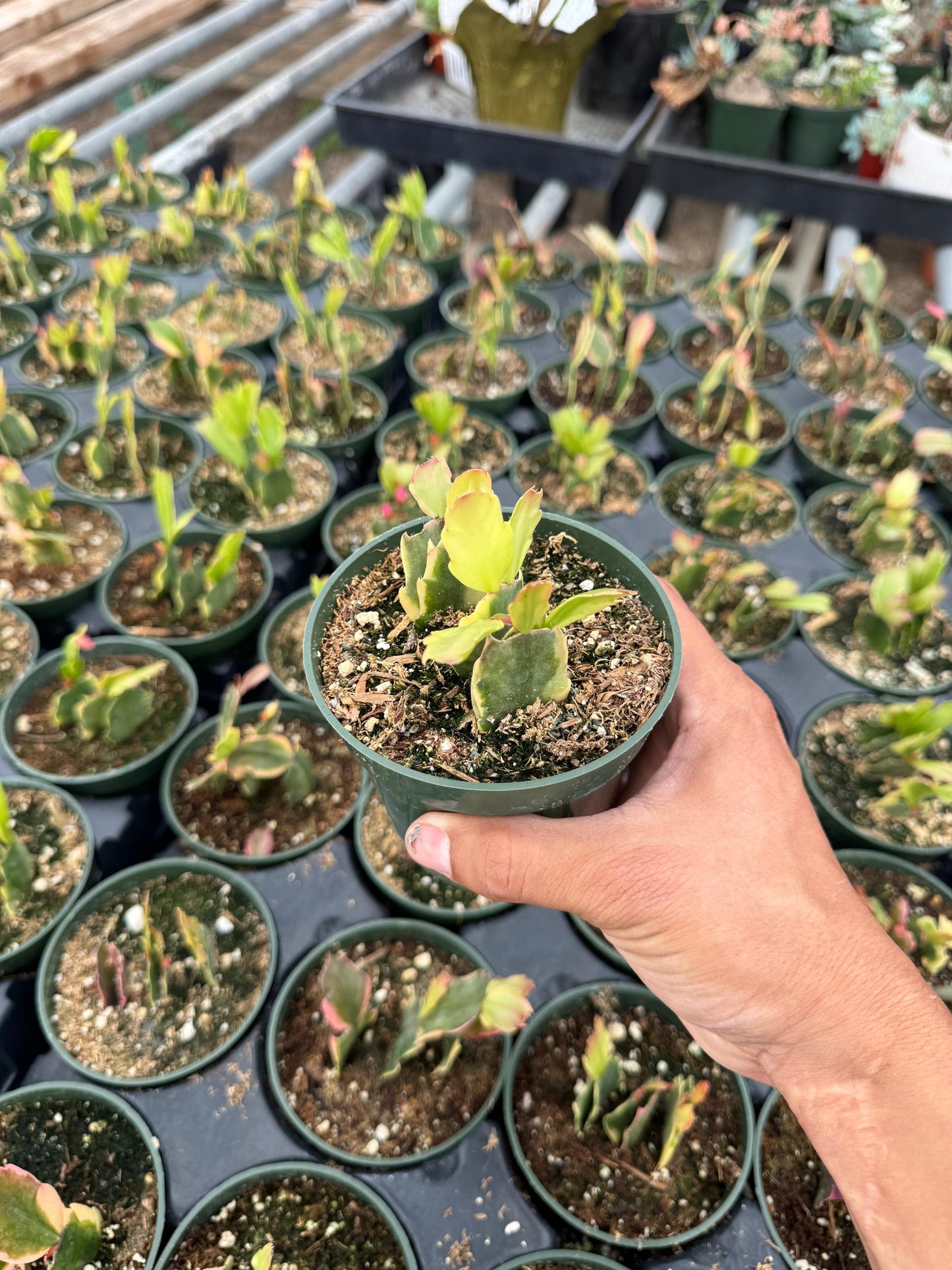 Schlumbergera Variegada