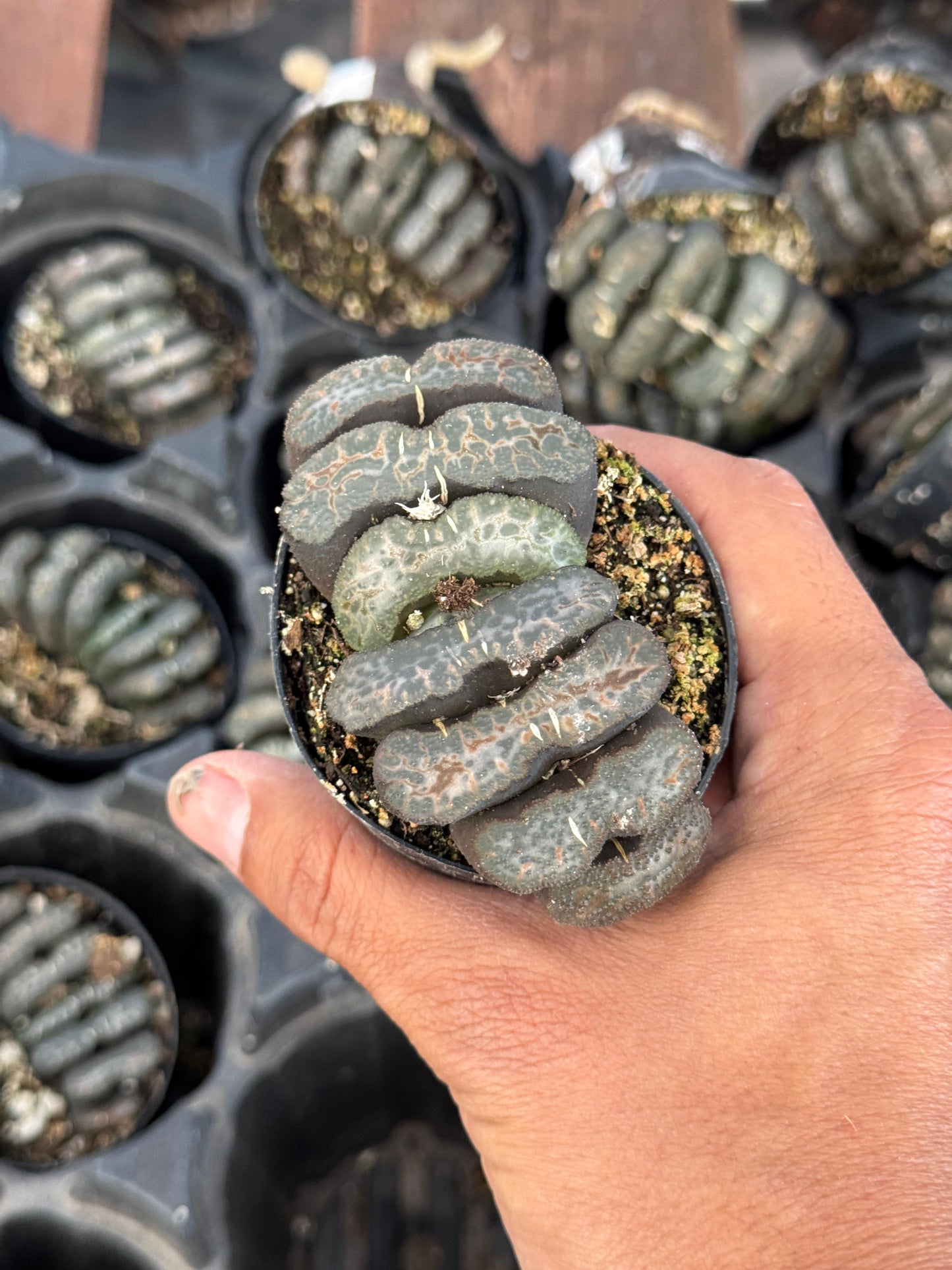 Haworthia truncata 2.5”