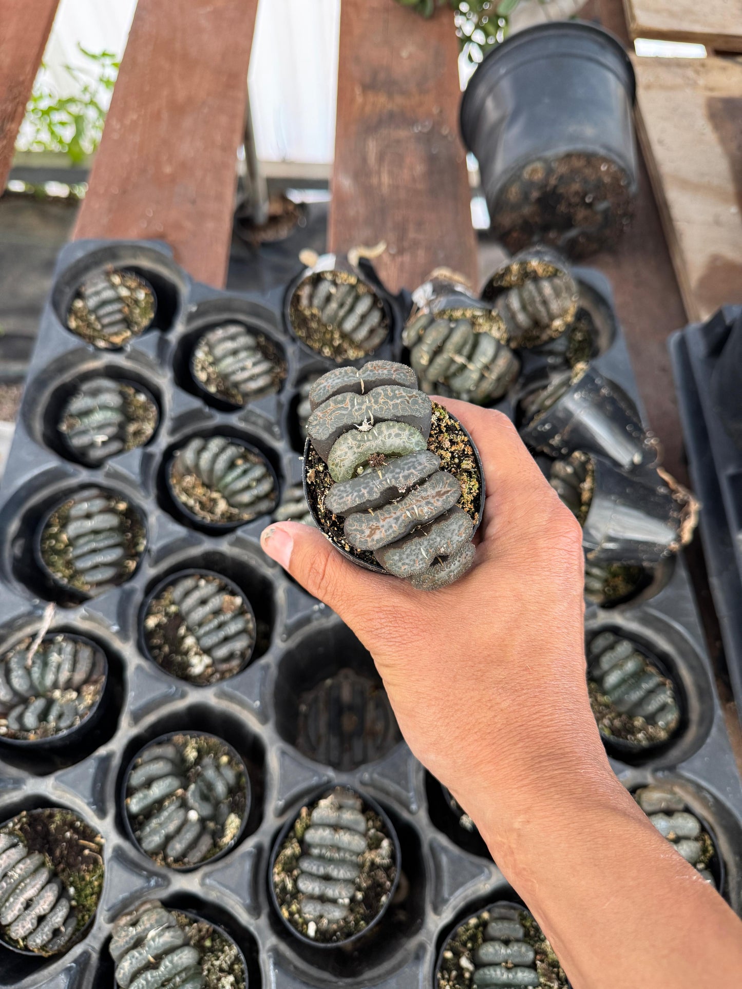 Haworthia truncata 2.5”