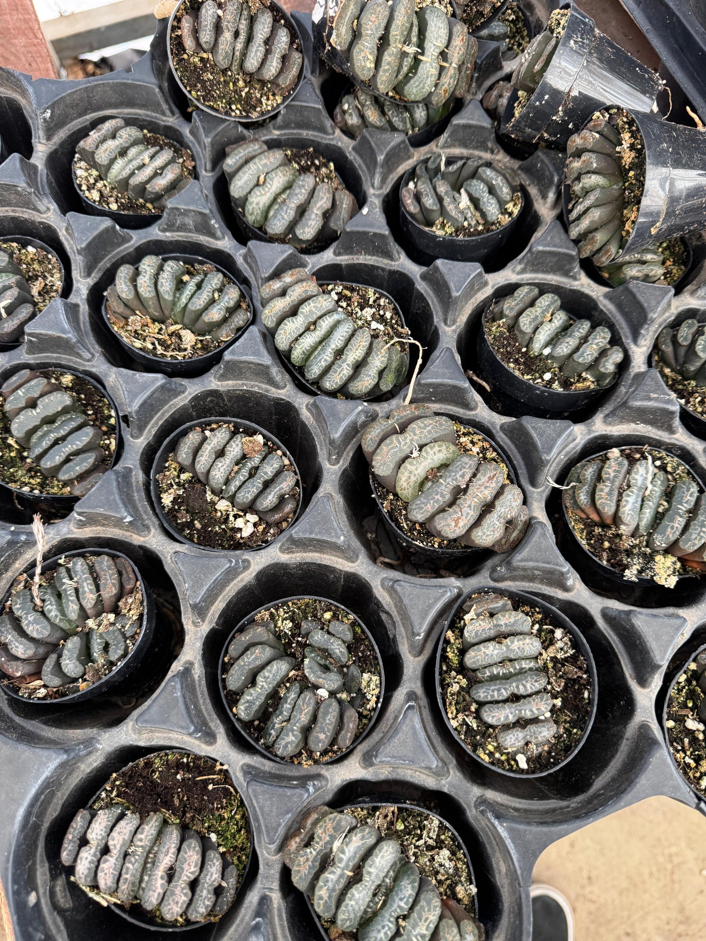 Haworthia truncata 2.5”