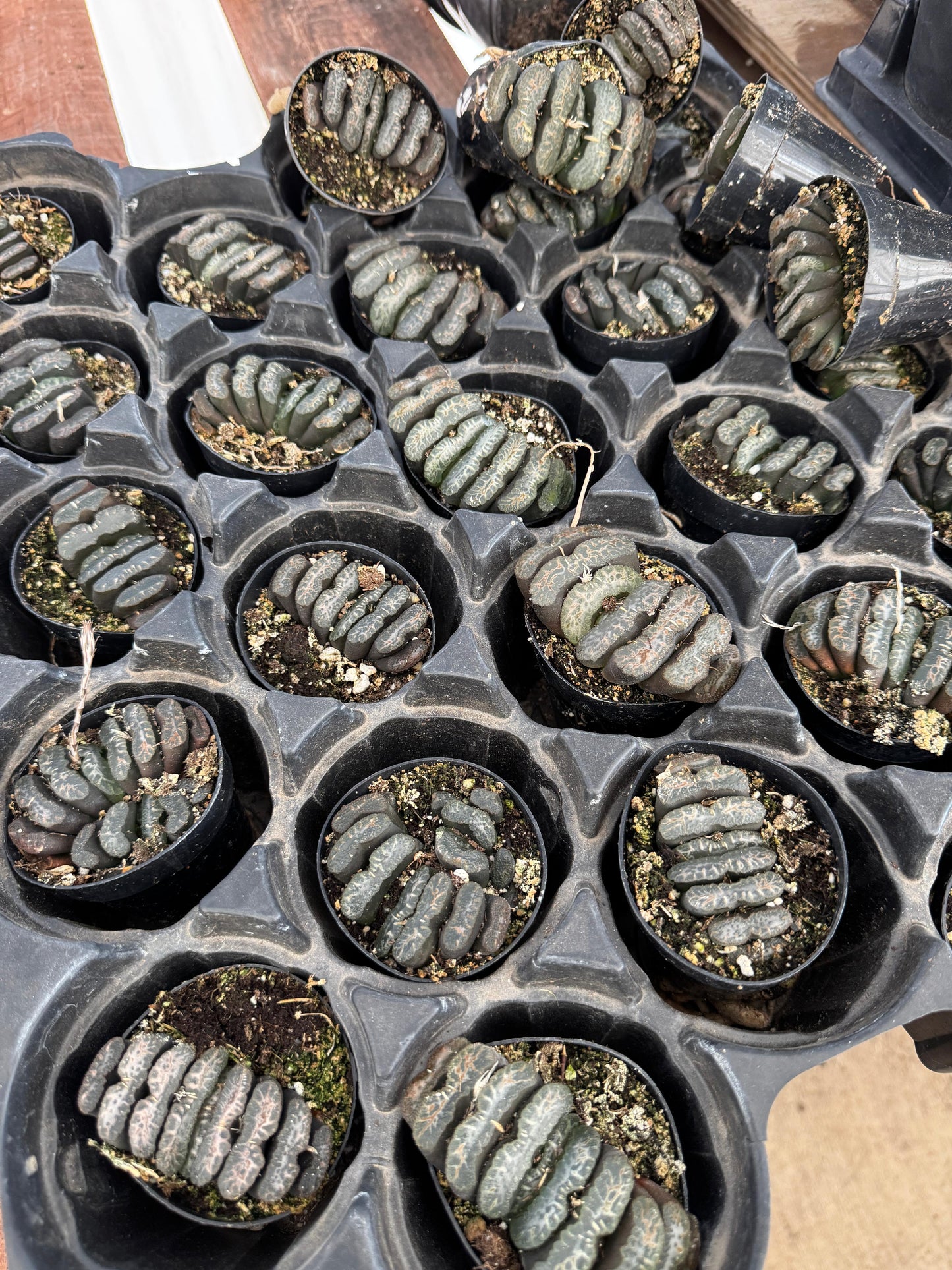 Haworthia truncata 2.5”