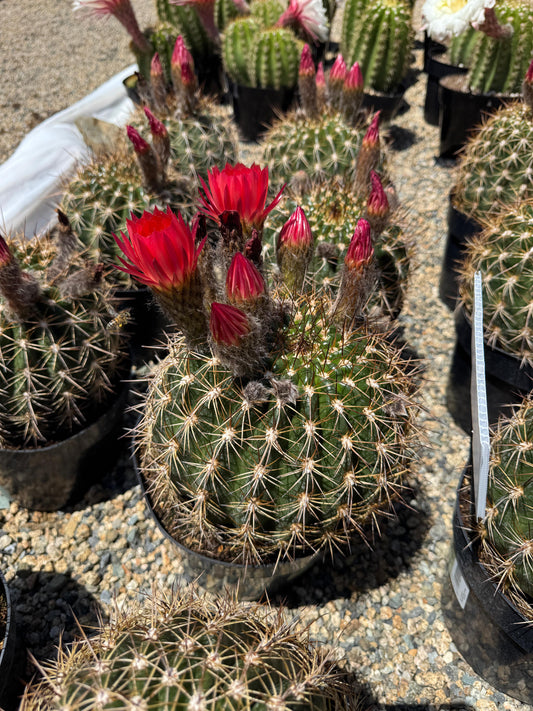 Trichocereus copper barrel