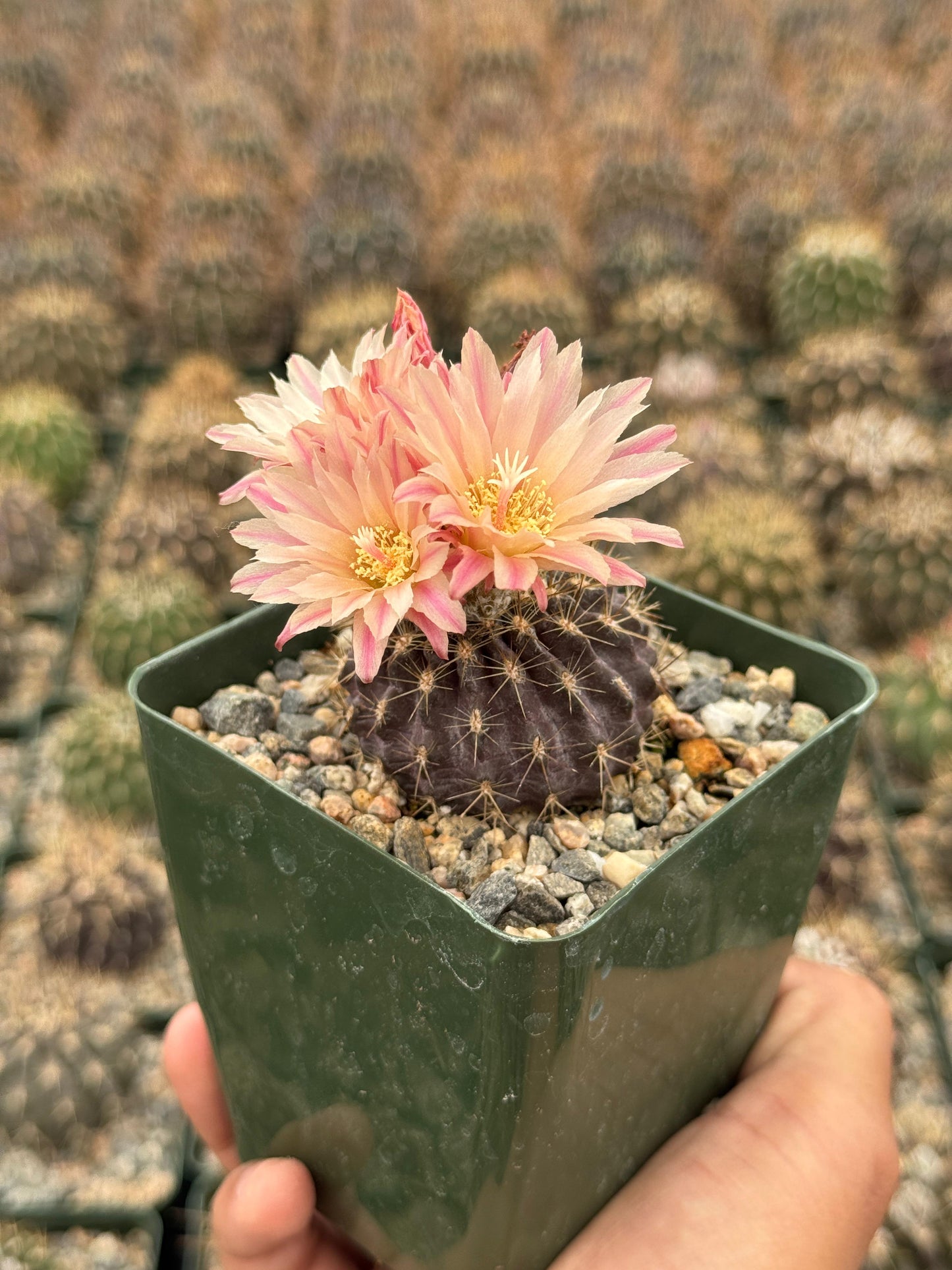 Neochilenia carrizalensis