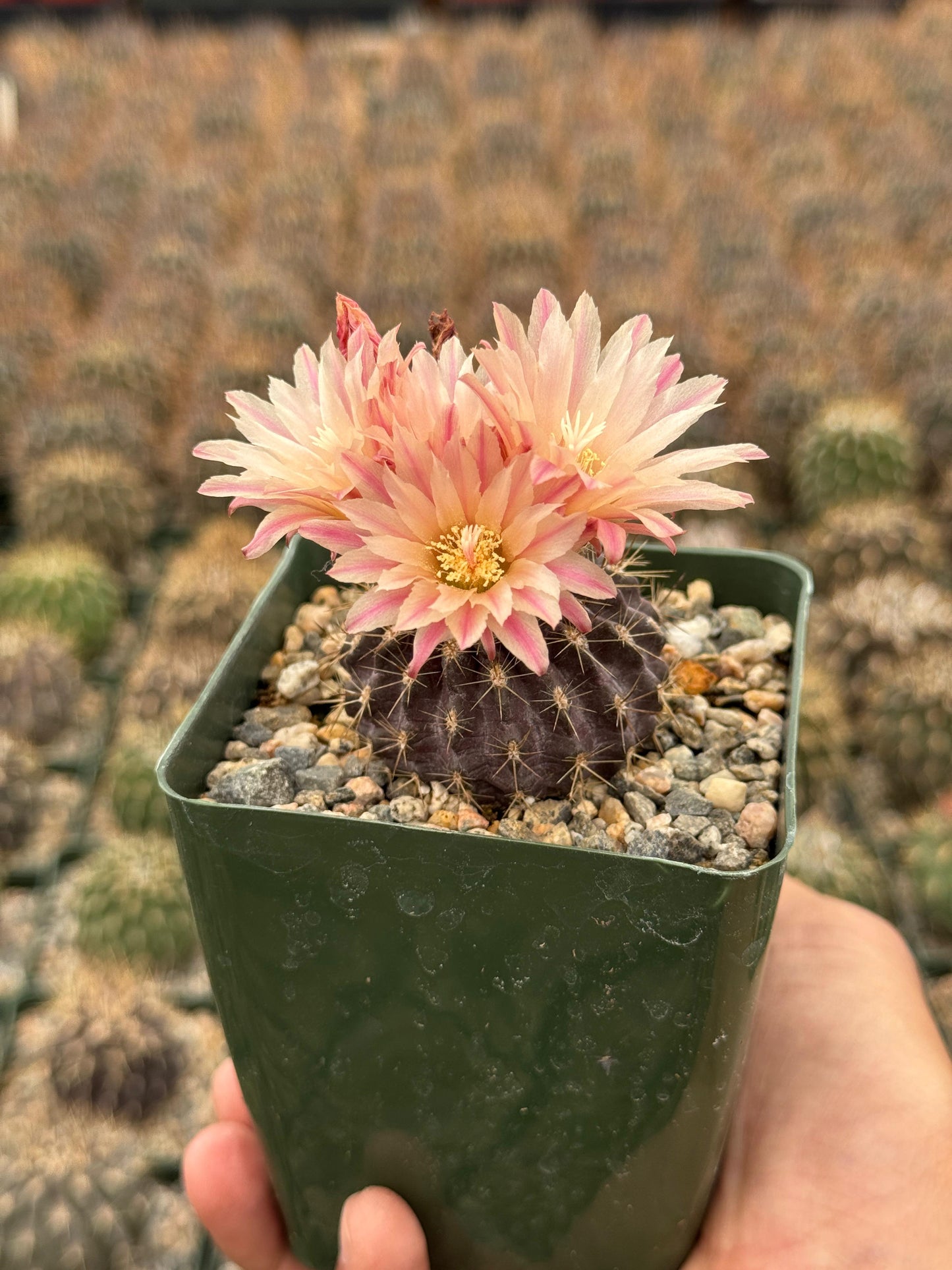 Neochilenia carrizalensis