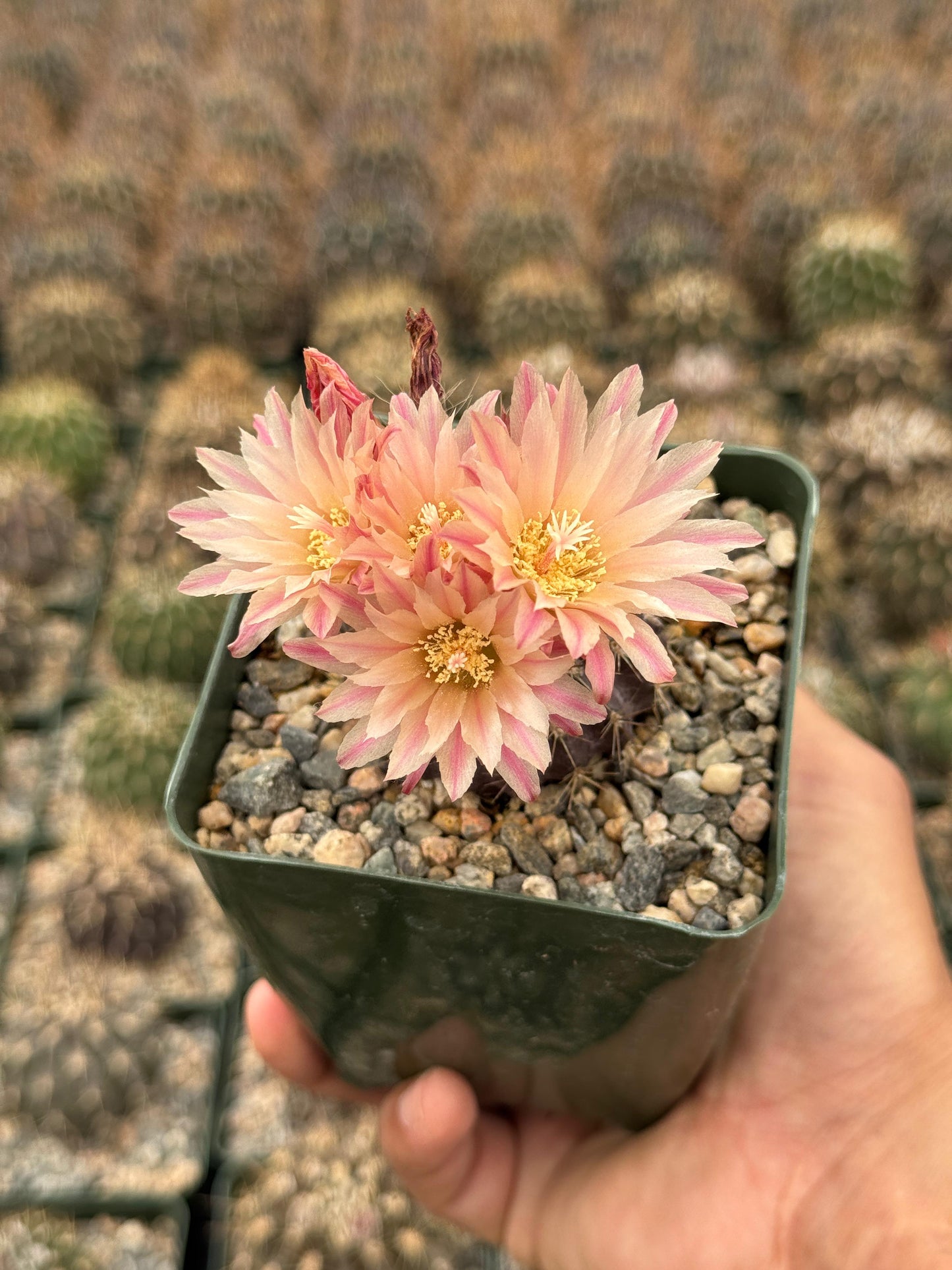 Neochilenia carrizalensis