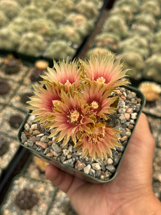 Neochilenia occulta