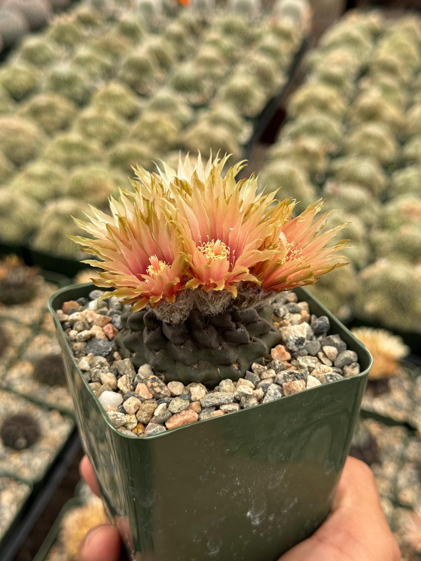 Neochilenia occulta