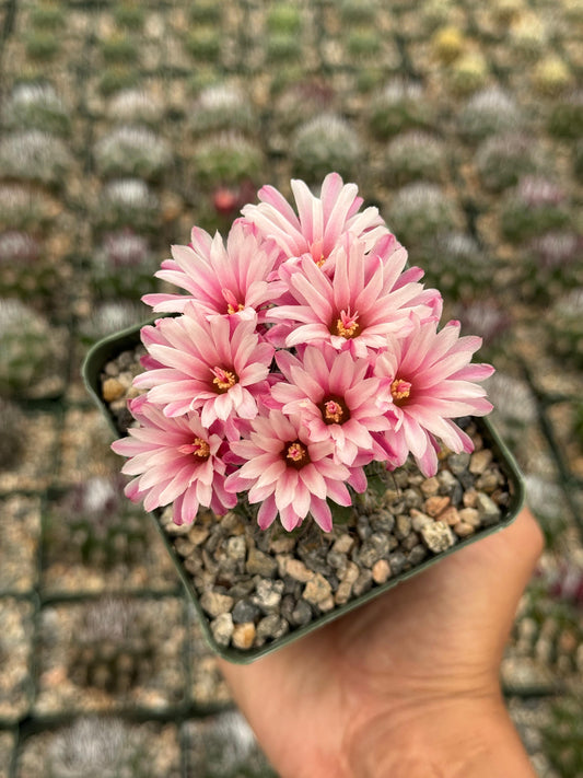 Neochilenia floccosa