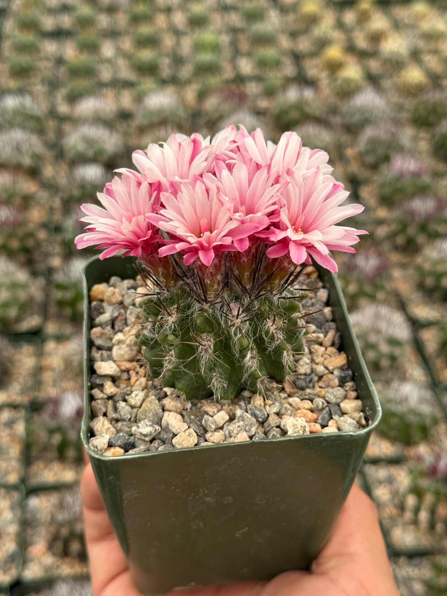 Neochilenia floccosa