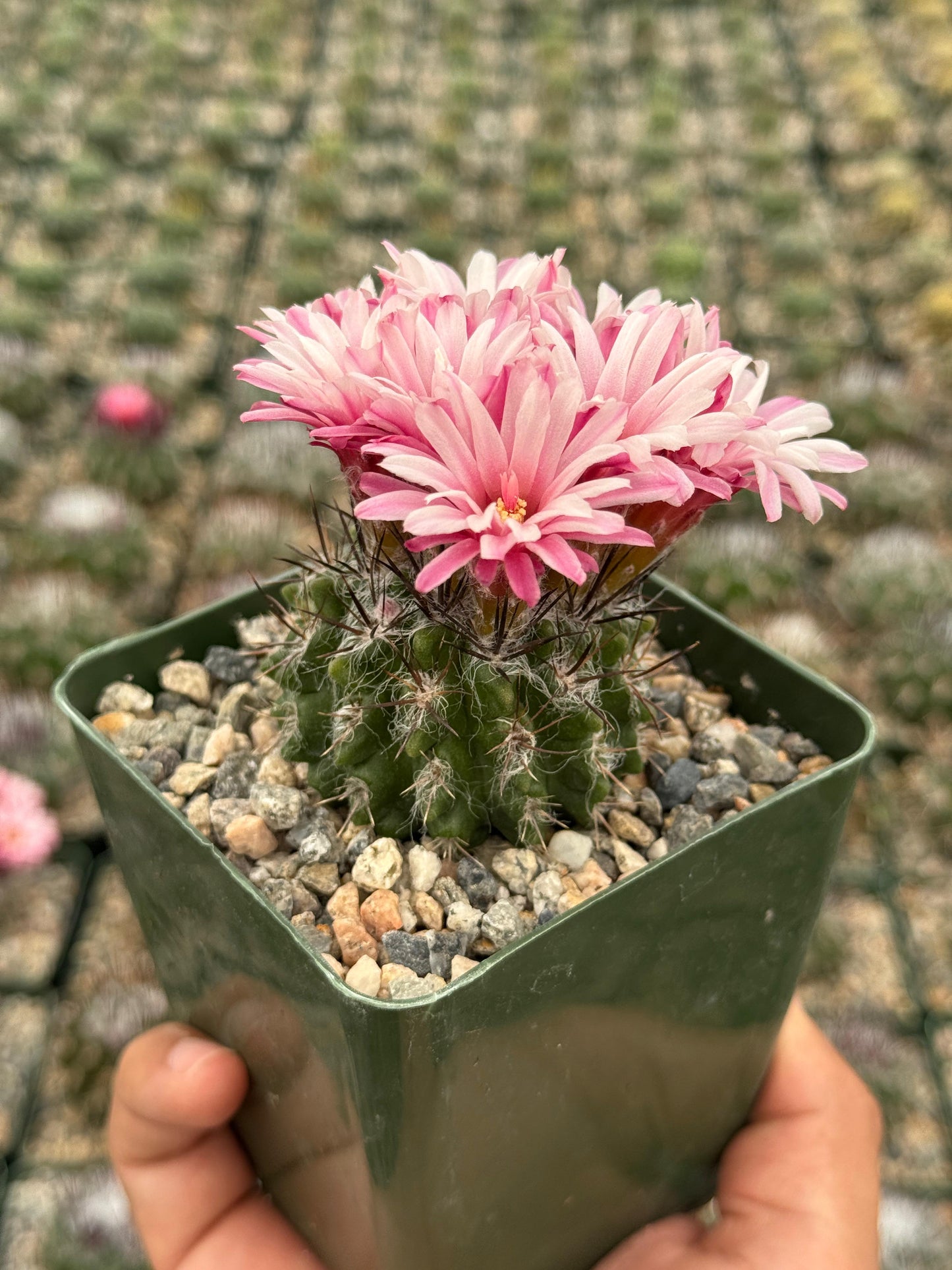 Neochilenia floccosa