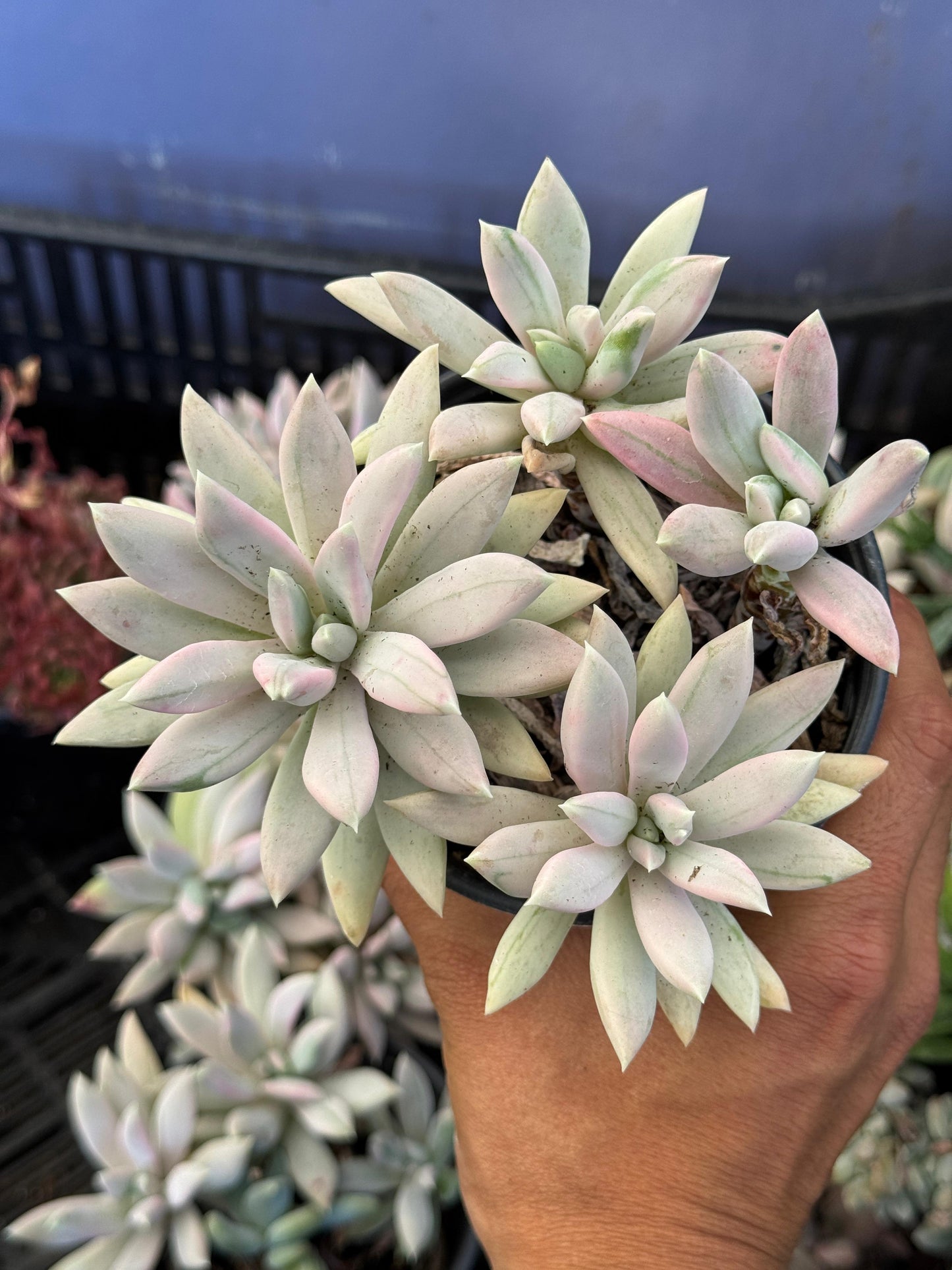 Pachyveria hookeri cluster variegado