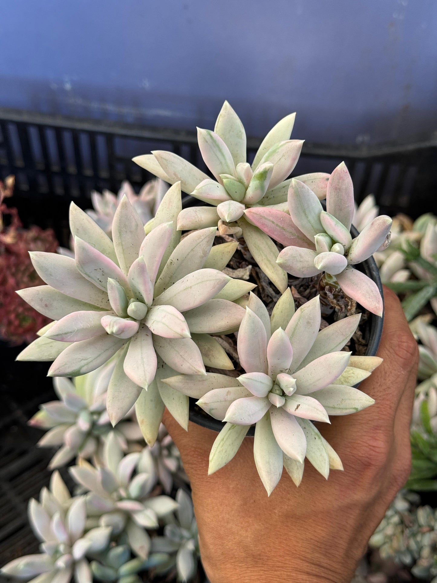 Pachyveria hookeri cluster variegado