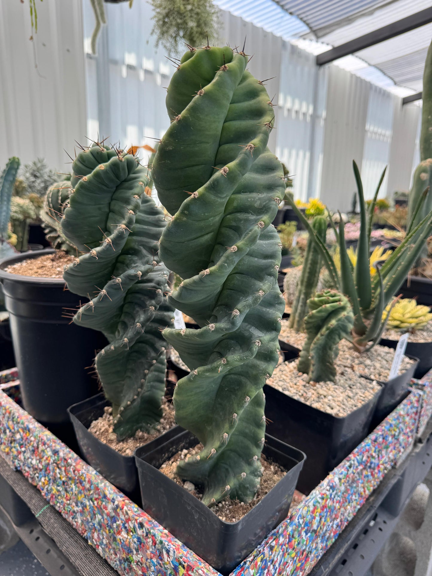 Cereus forbesii spiralis 16”