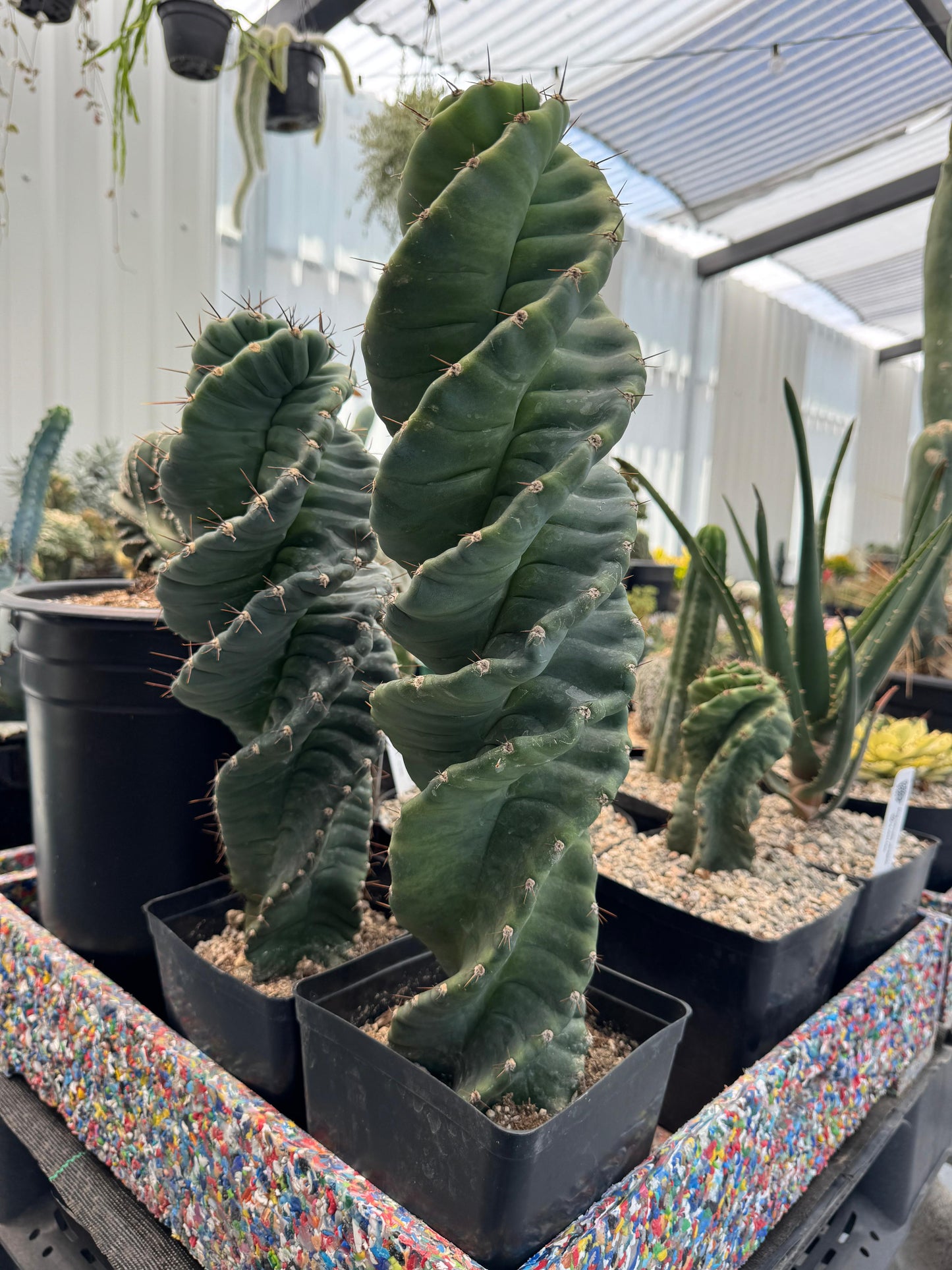 Cereus forbesii spiralis 16”