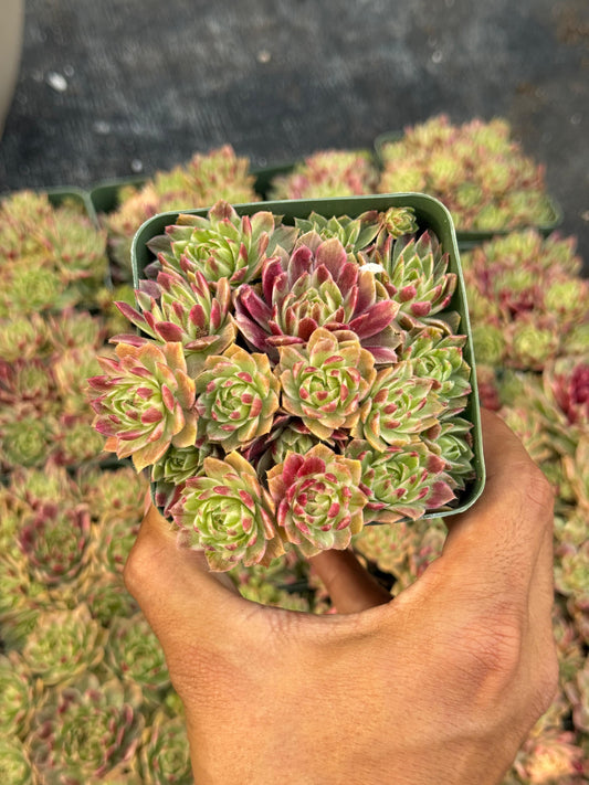 Sempervivum saxon cluster variegado