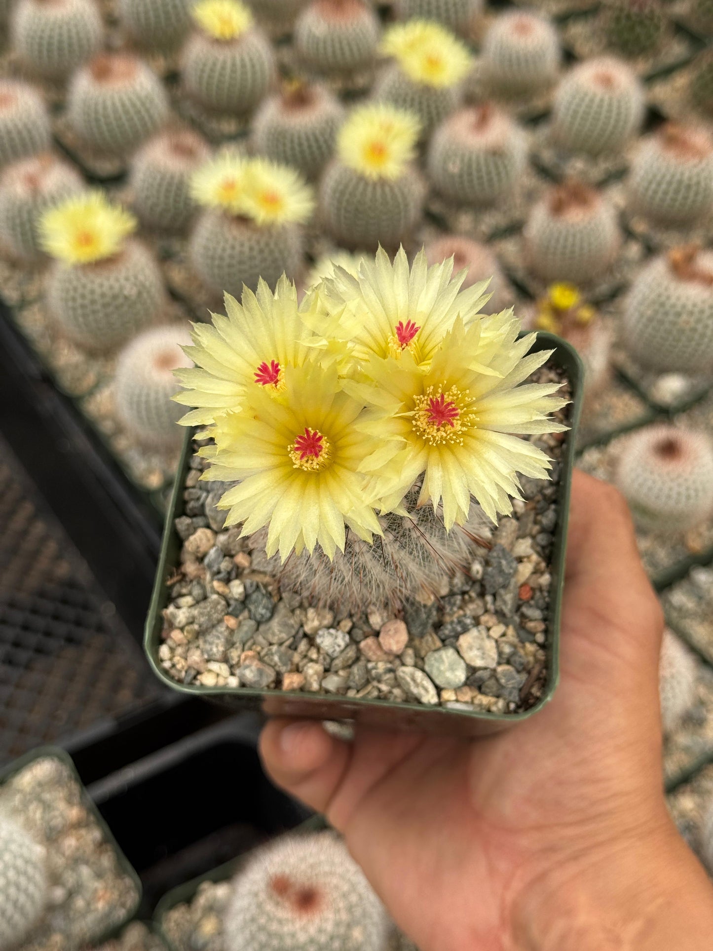 Notocactus scopa var. Rubra